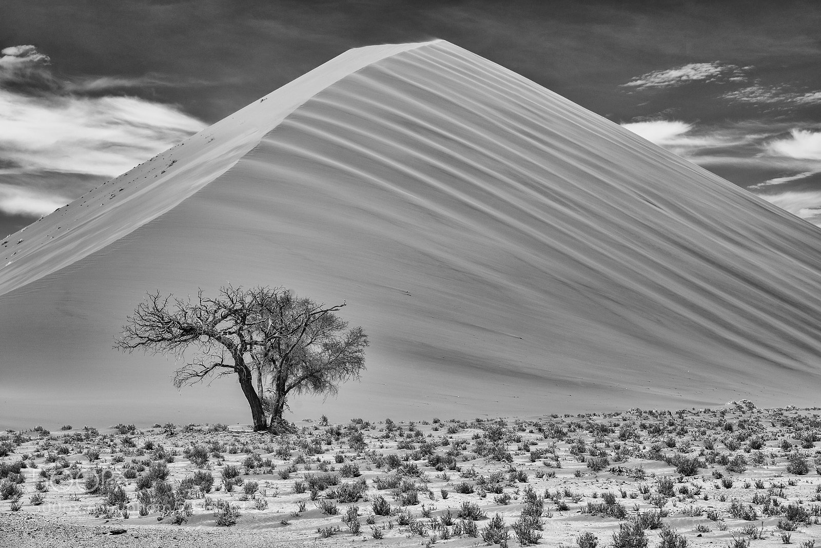 Nikon D800 sample photo. Lonely tree with sand photography