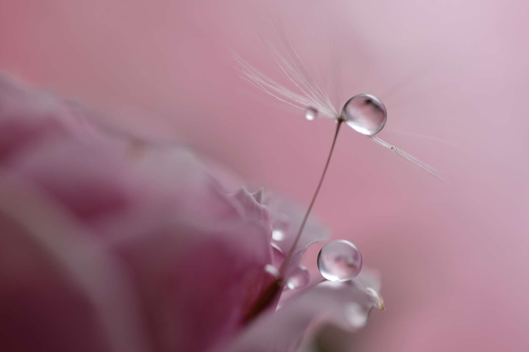 Nikon D3300 + Sigma 105mm F2.8 EX DG OS HSM sample photo. Droplets photography