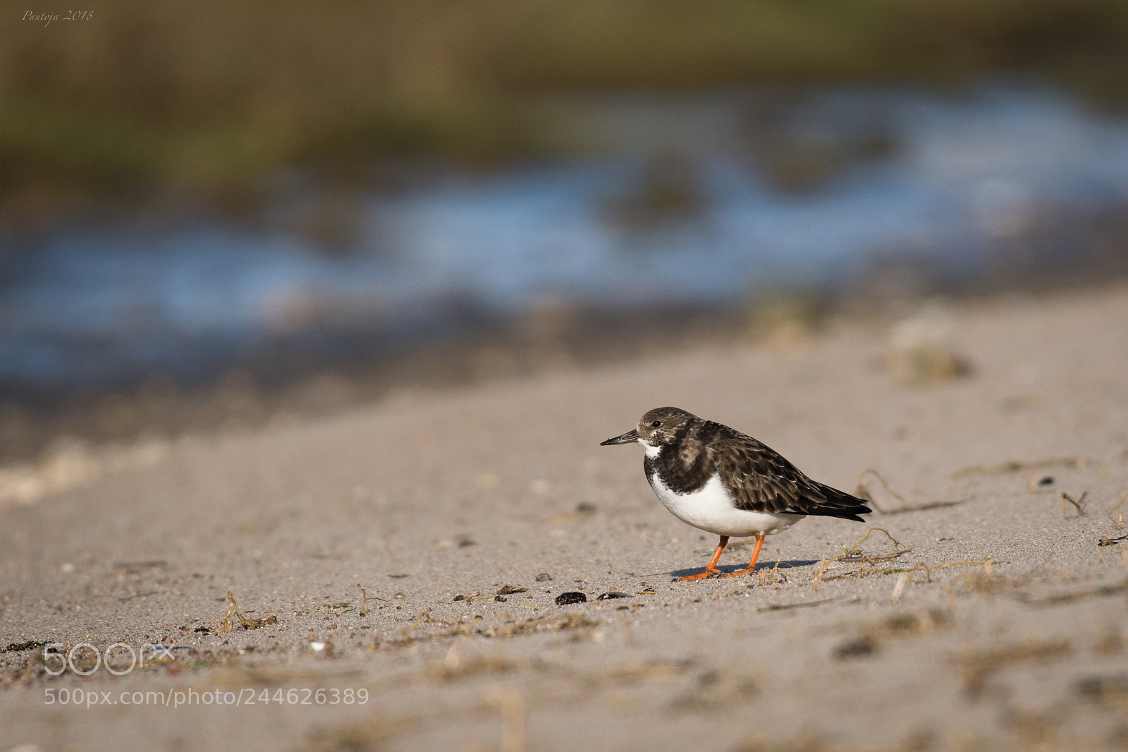 Nikon D500 sample photo. Turnstone photography