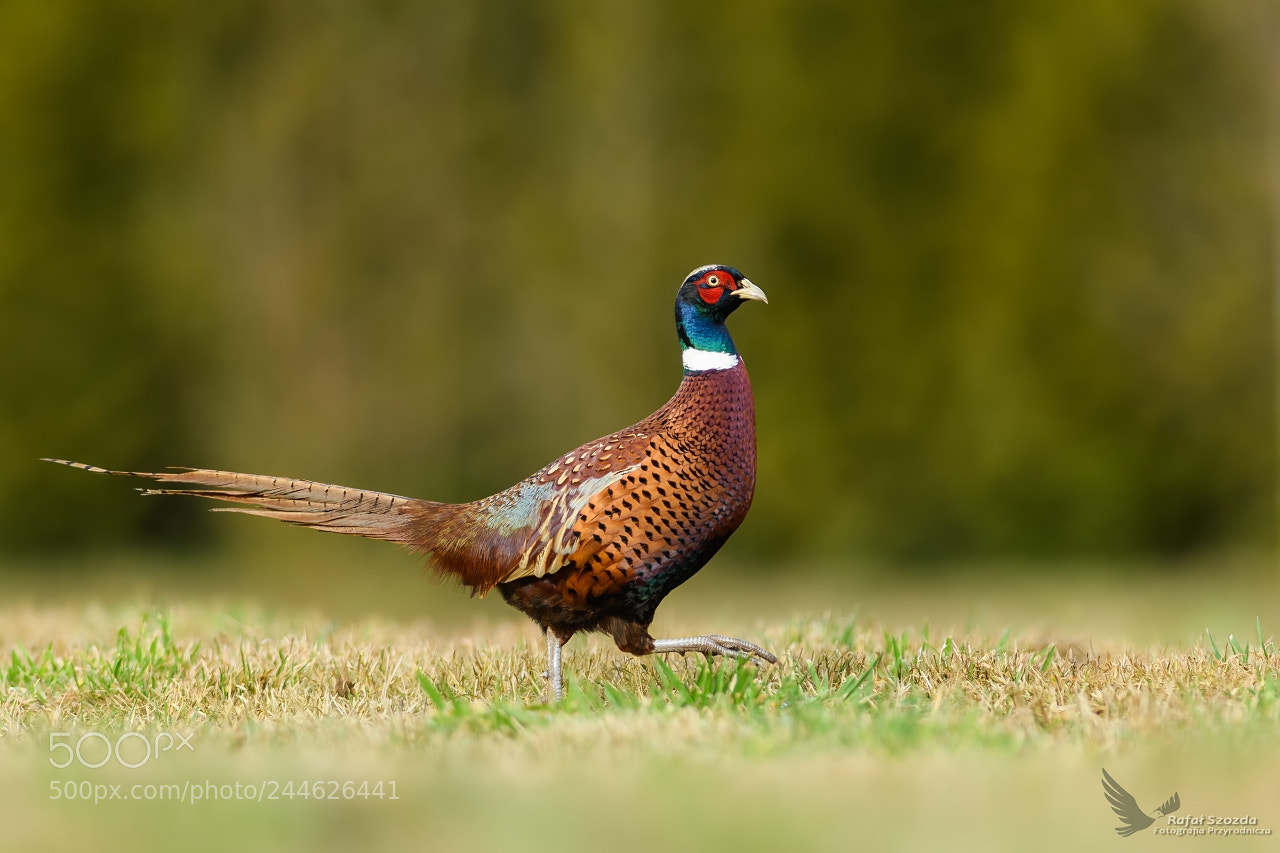 Nikon D500 sample photo. Ba ant, common pheasant photography