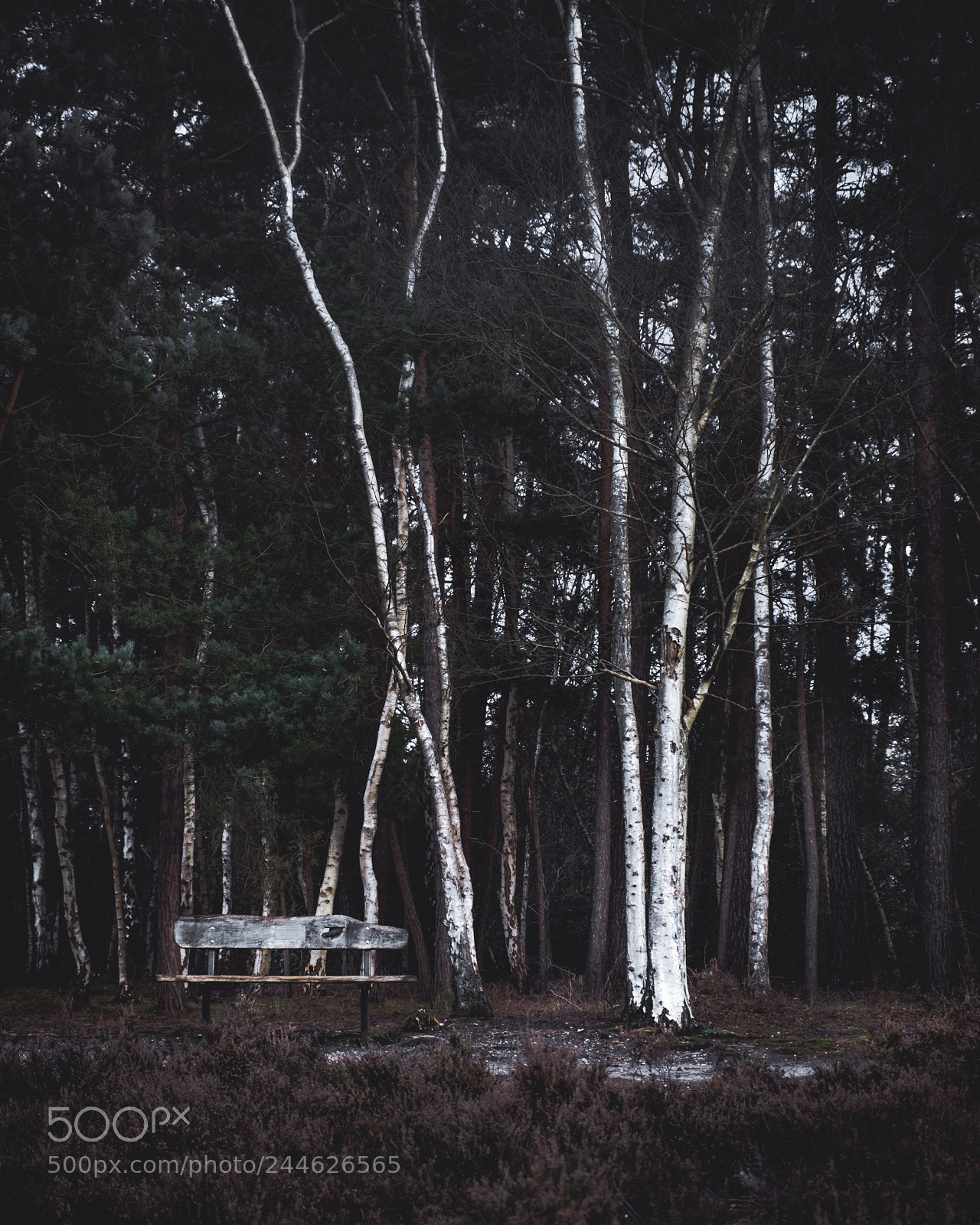 Fujifilm X-T10 sample photo. Silver bench photography