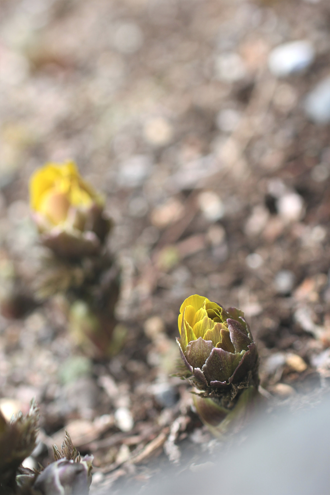 Sigma 50mm F1.4 EX DG HSM sample photo. In early spring photography