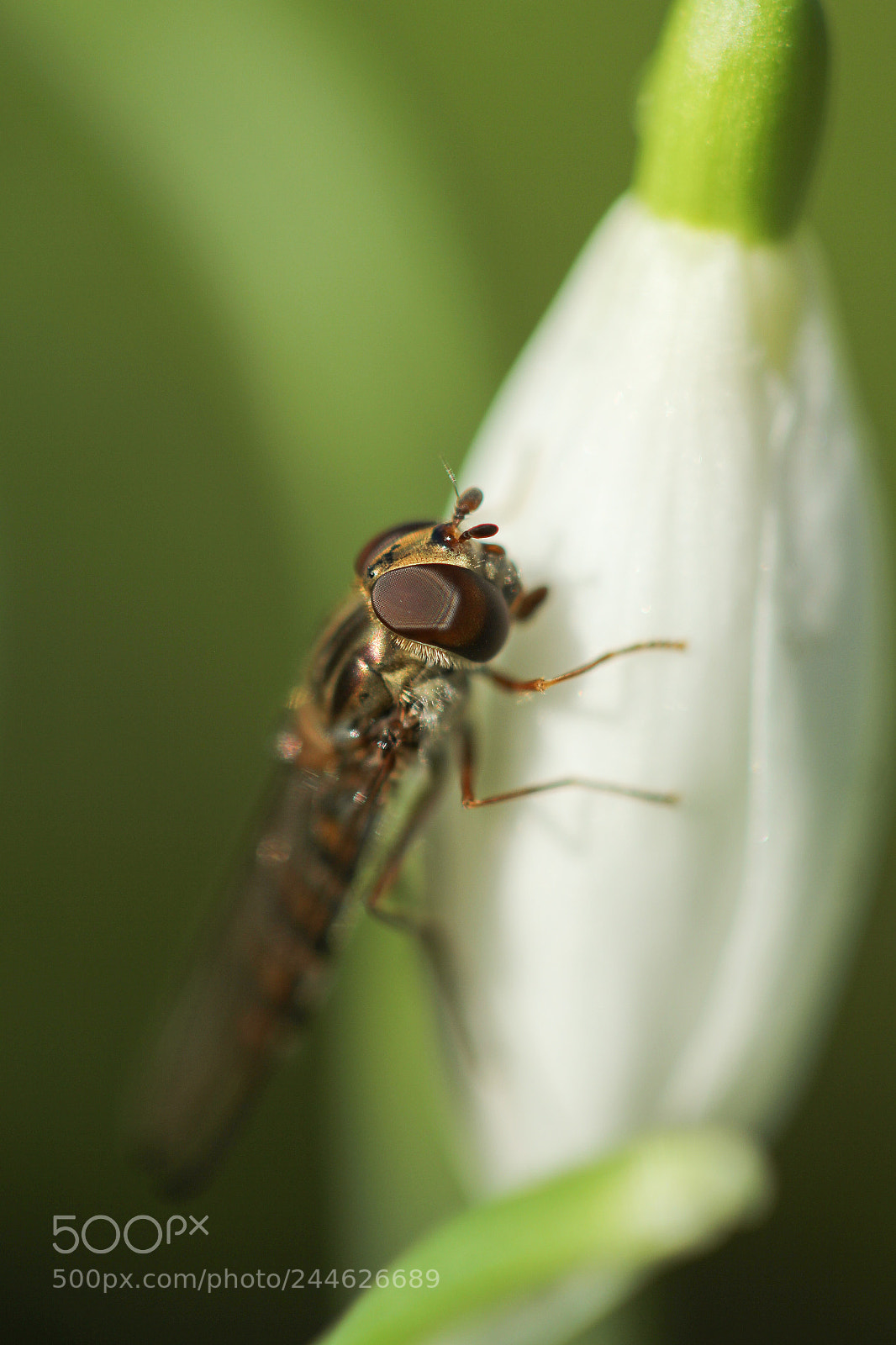 Canon EOS 60D sample photo. Perce-neige photography