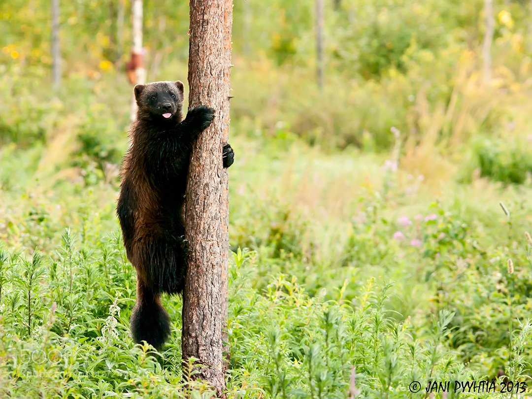 Pentax K20D sample photo. Wolverine photography