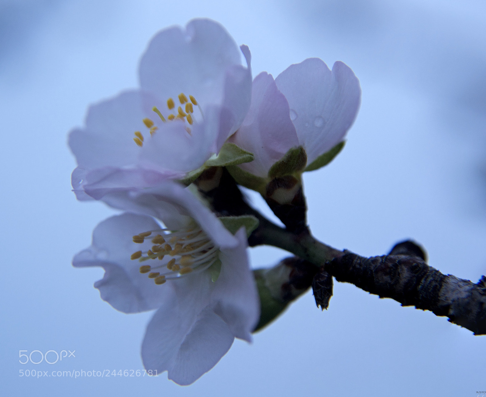 Nikon D3100 sample photo. *** almond flowers *** photography