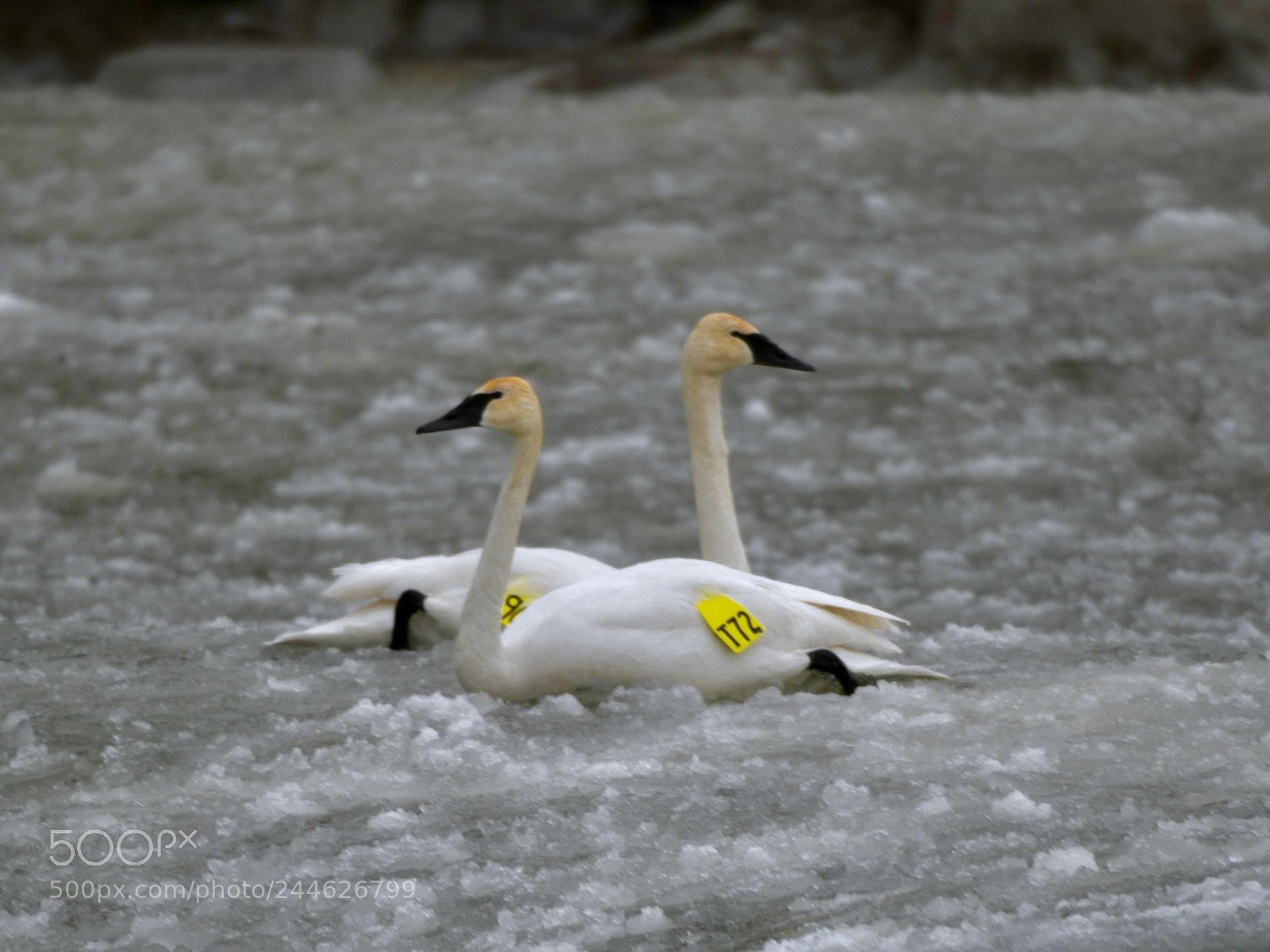 Nikon D850 sample photo. Swan couple on floating photography