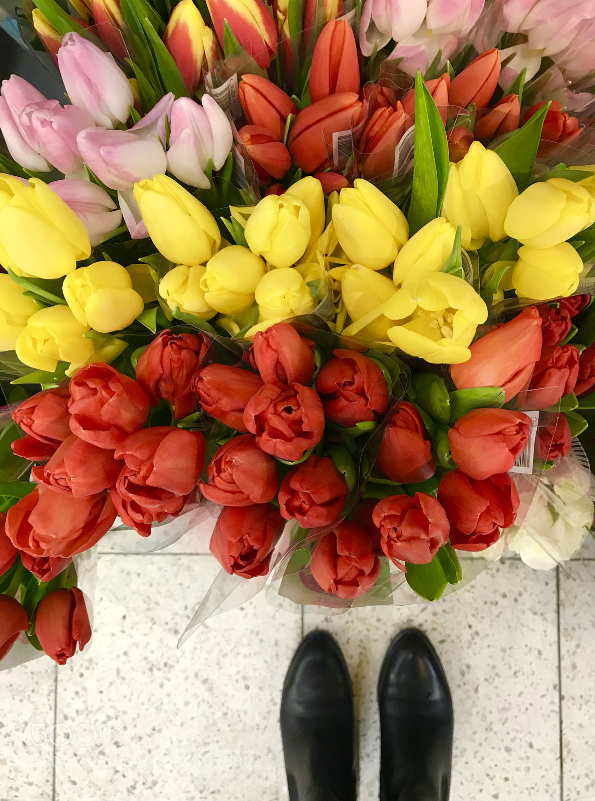 Apple iPhone 7 sample photo. Day 9. flowers photography