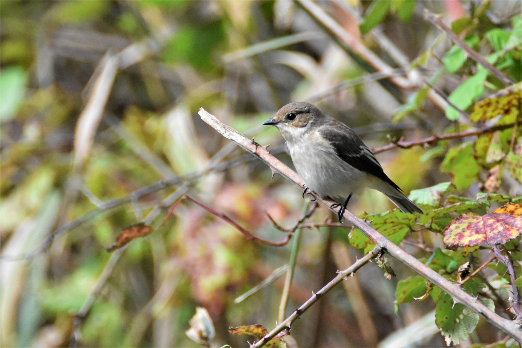 Nikon D7200 sample photo. Little friend photography