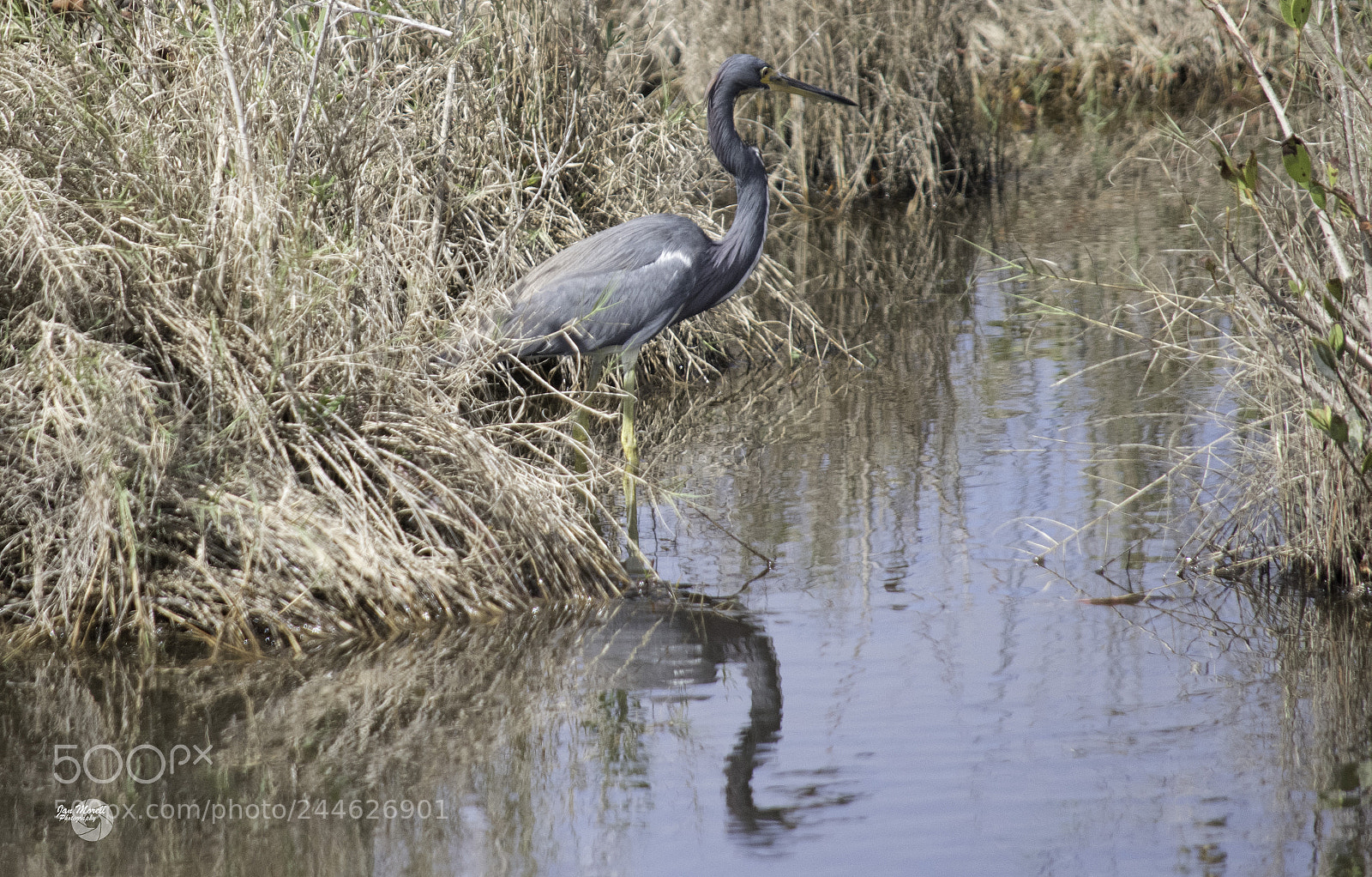 Nikon D5500 sample photo. Green heron photography