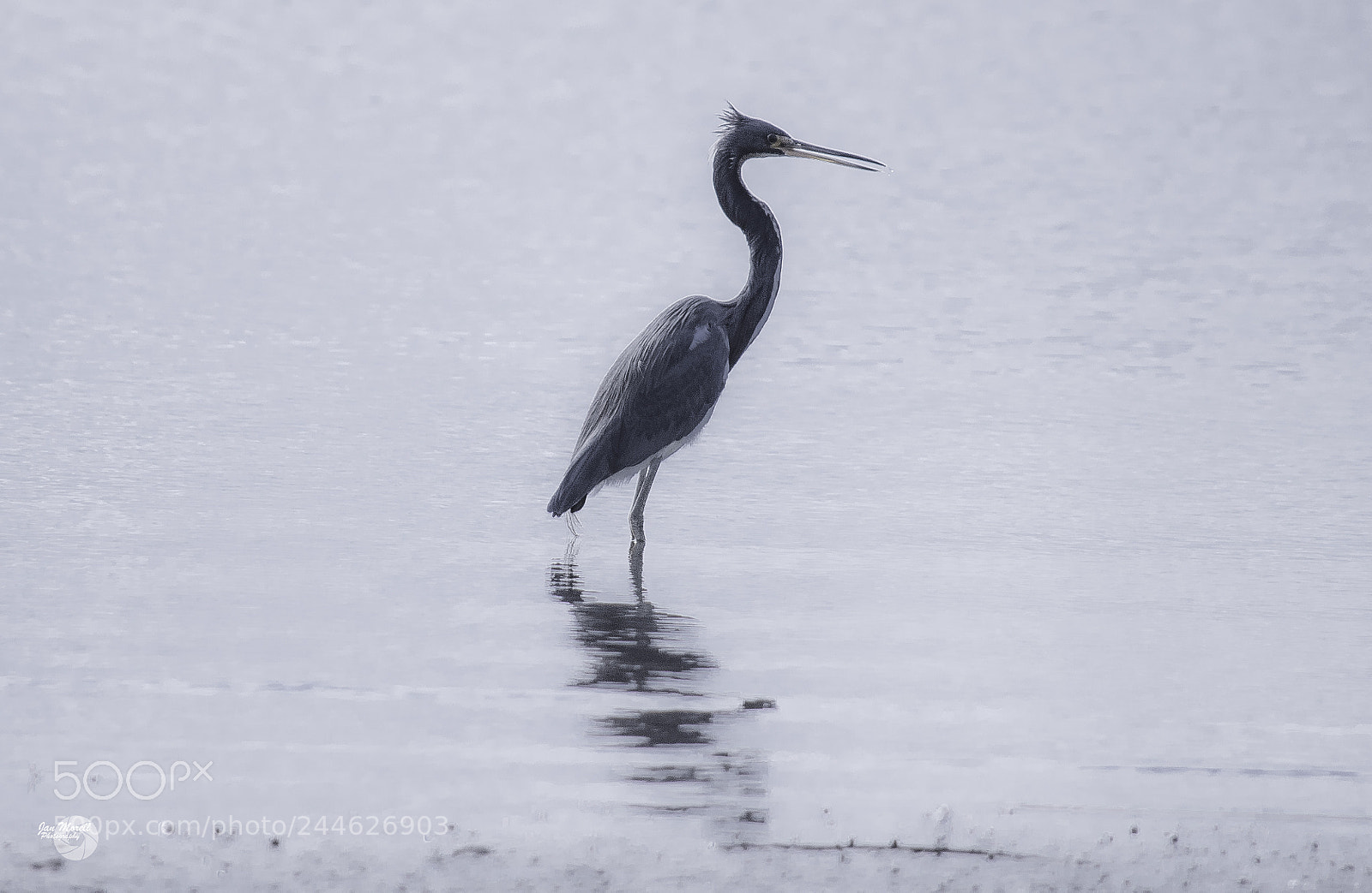 Nikon D5500 sample photo. Blueheron photography