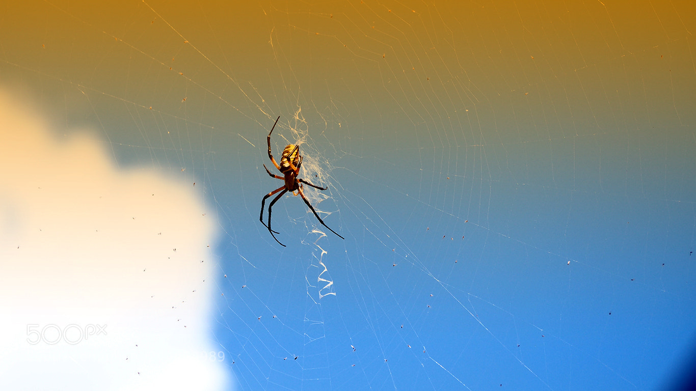 Olympus PEN E-PL5 sample photo. Sun spider photography