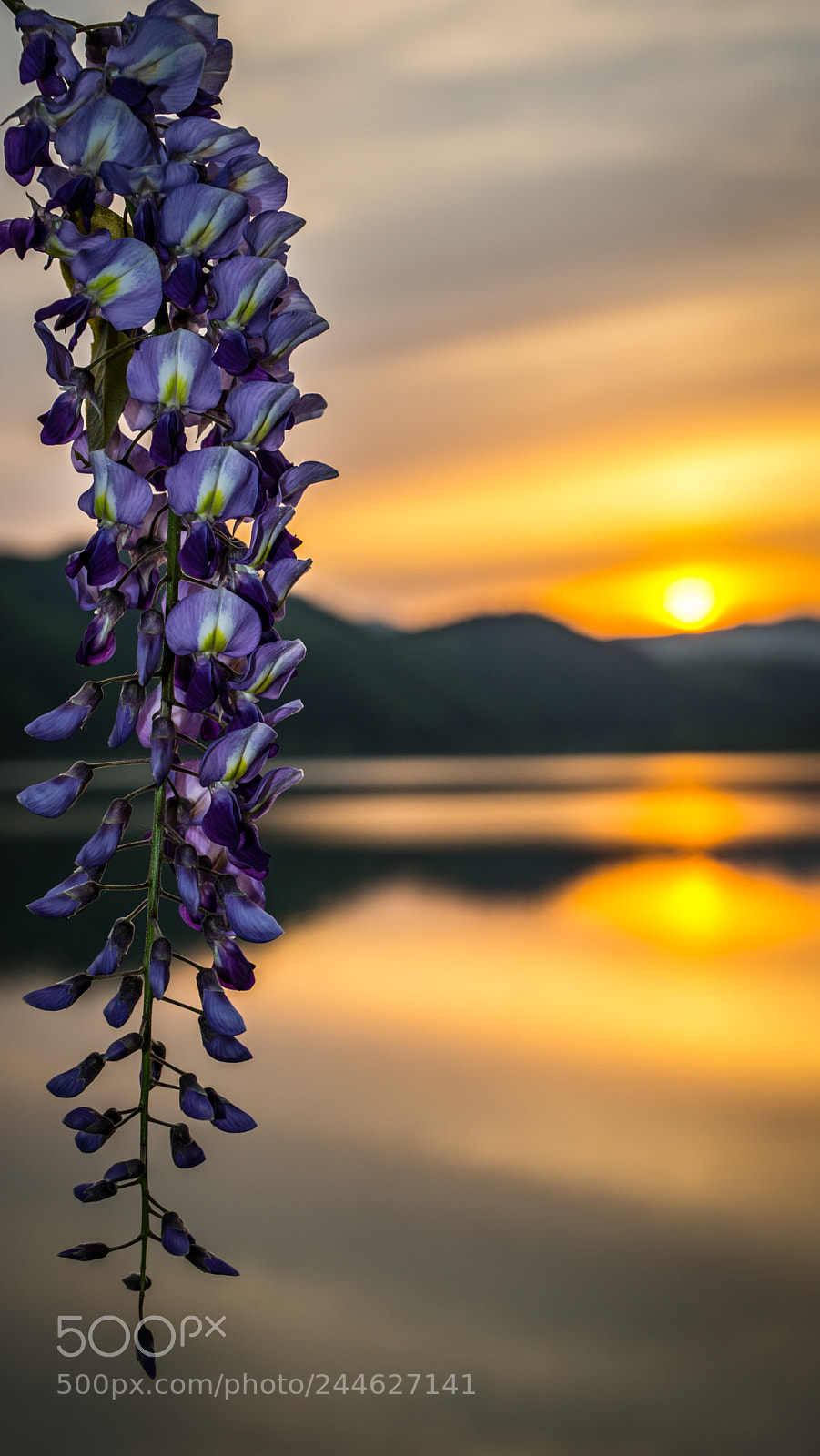 Sony SLT-A77 sample photo. Wisteria sunset photography