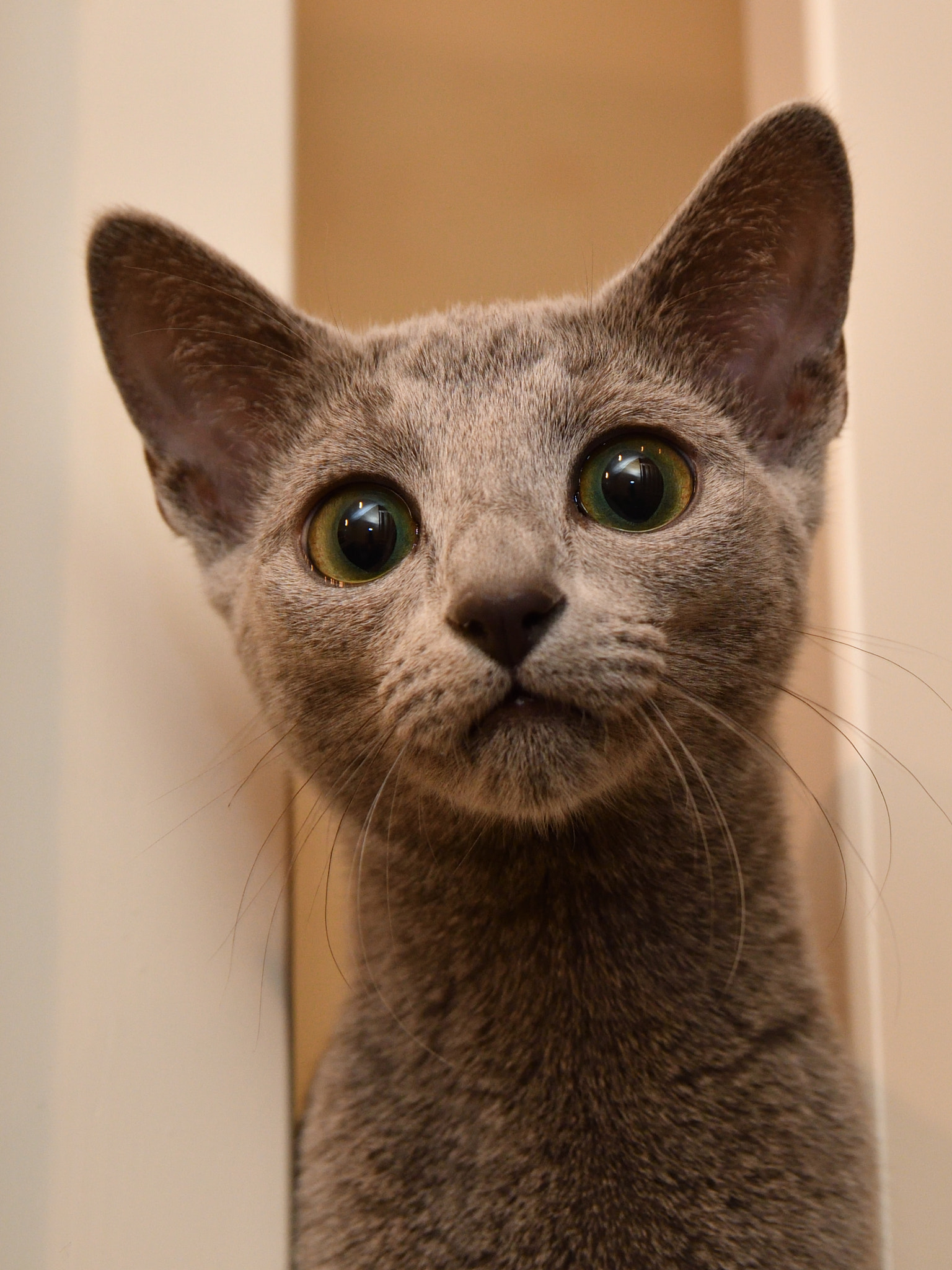 Sigma 17-50mm F2.8 EX DC OS HSM sample photo. Russian grey cat photography