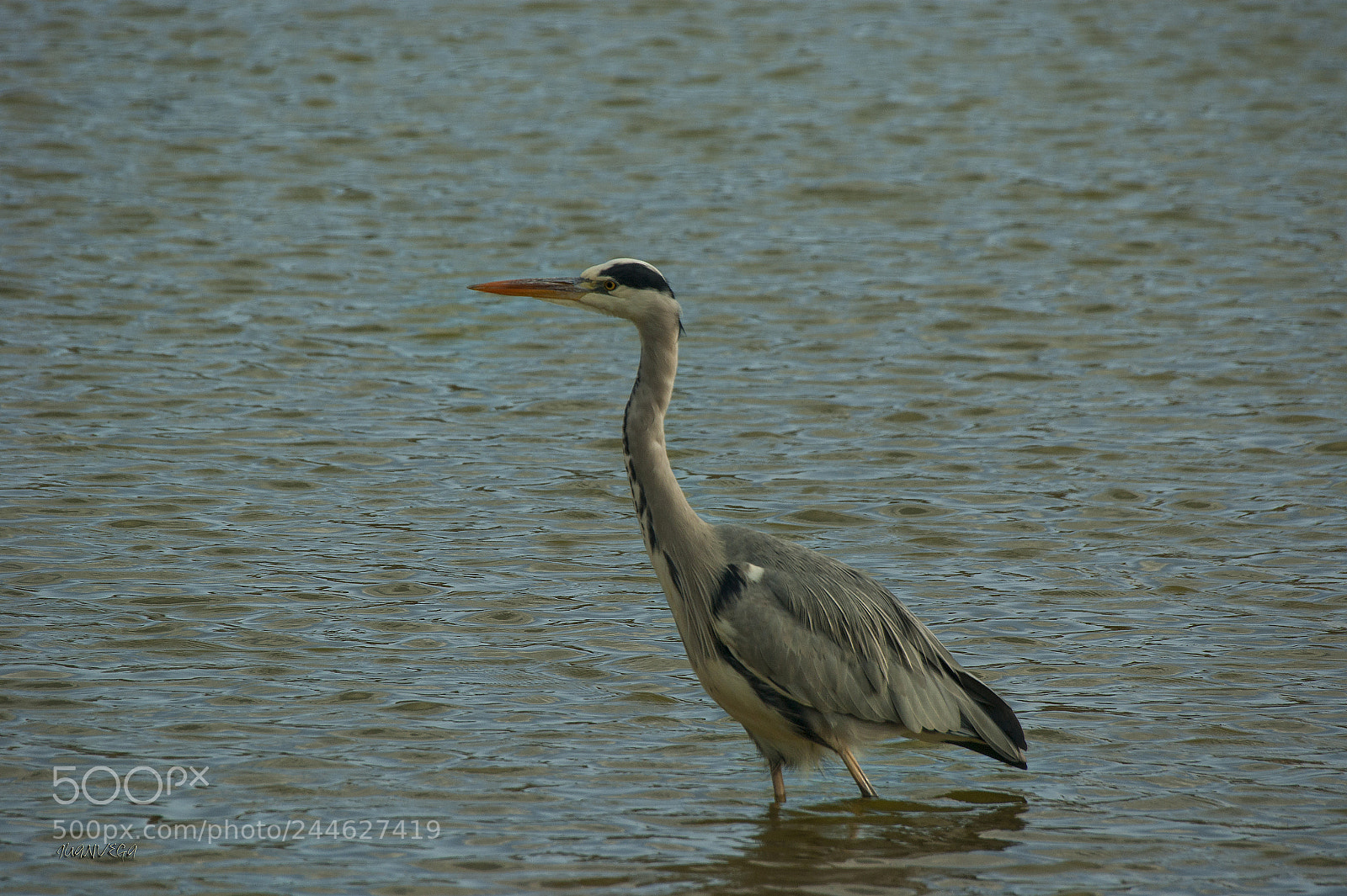 Sony Alpha DSLR-A290 sample photo. Garza real photography