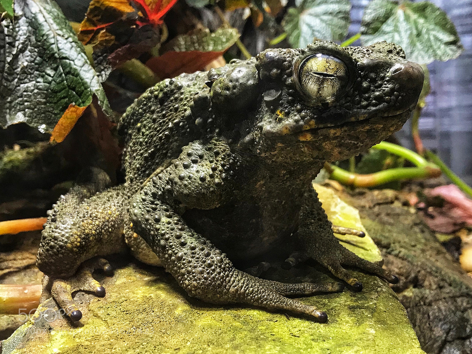Apple iPhone 7 sample photo. Sungei tawan toad photography