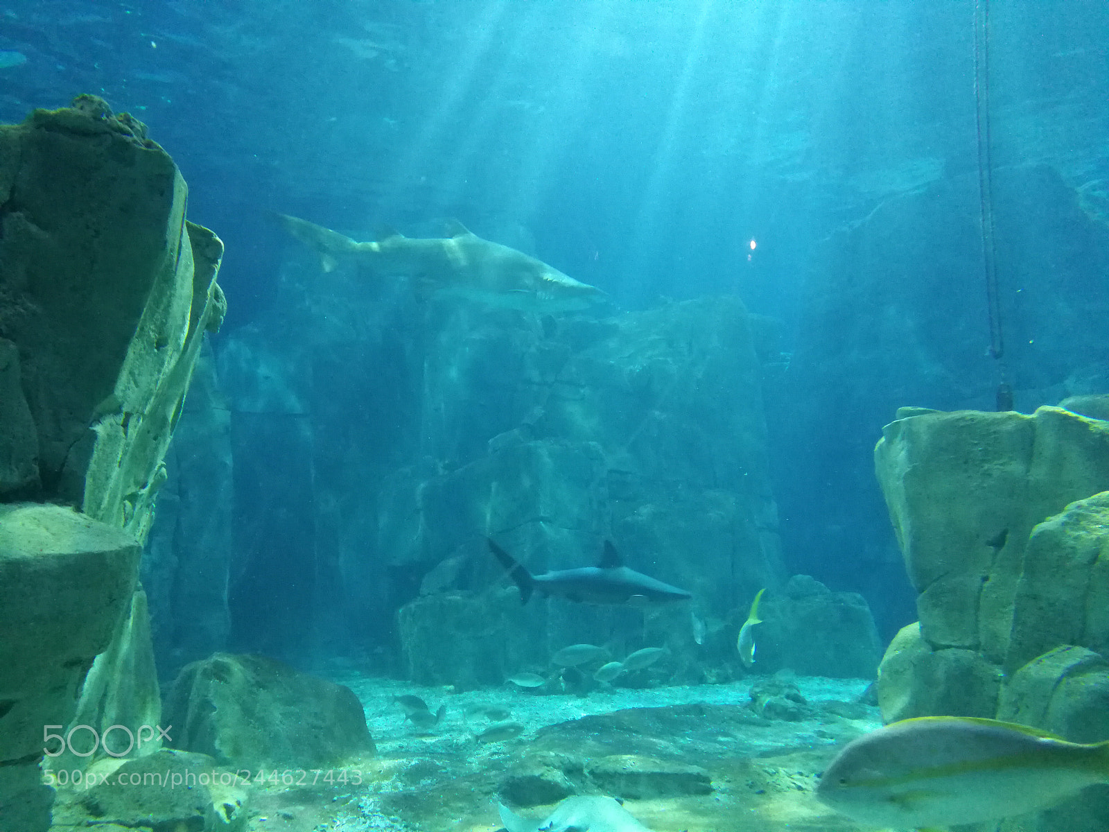 HUAWEI Mate 9 sample photo. Shark photography