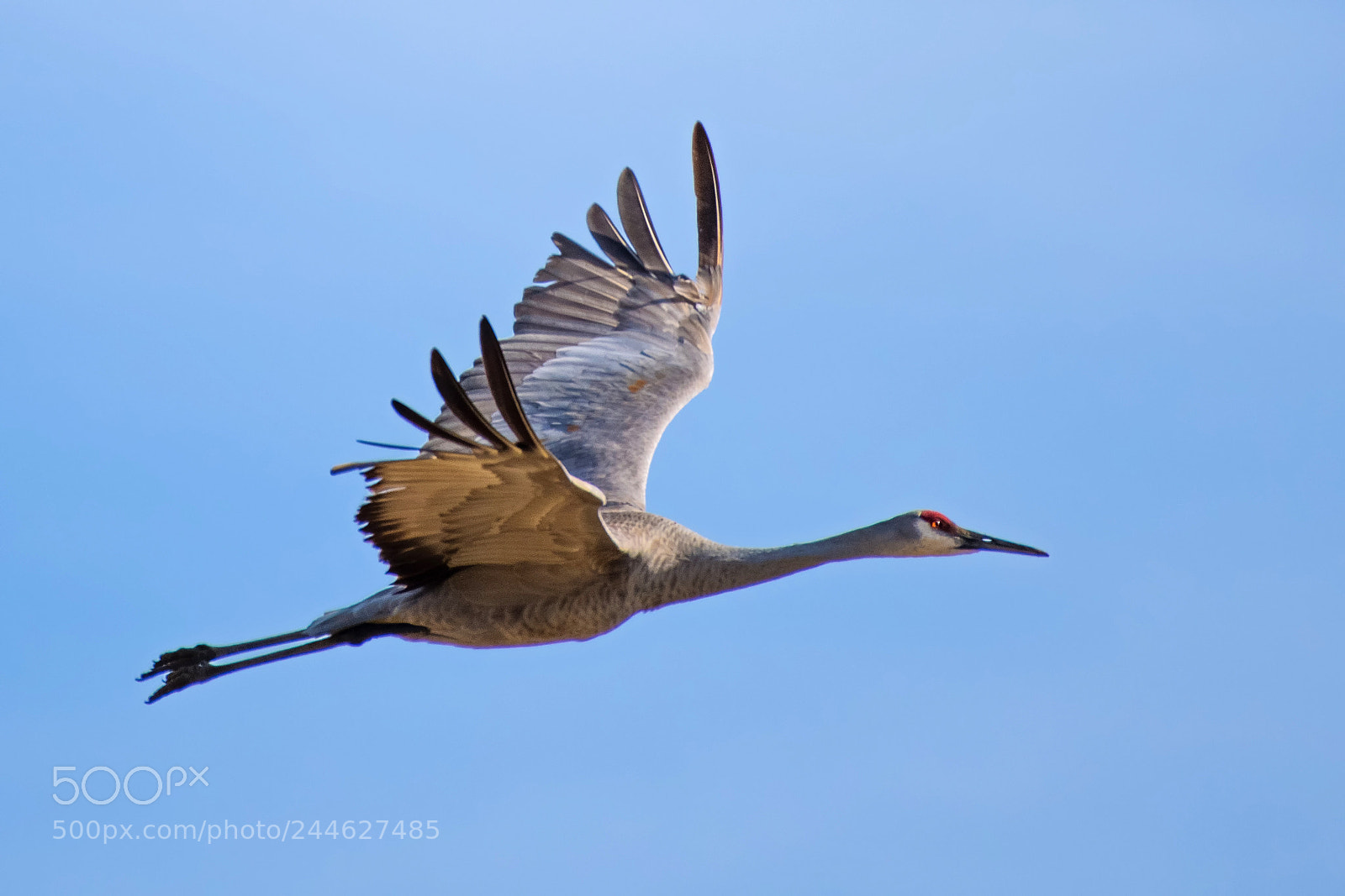 Nikon D850 sample photo. Sand-hill crane photography