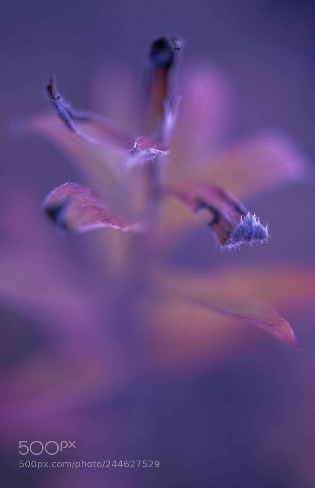 Sony a7 II sample photo. Leonard c.-on the level photography