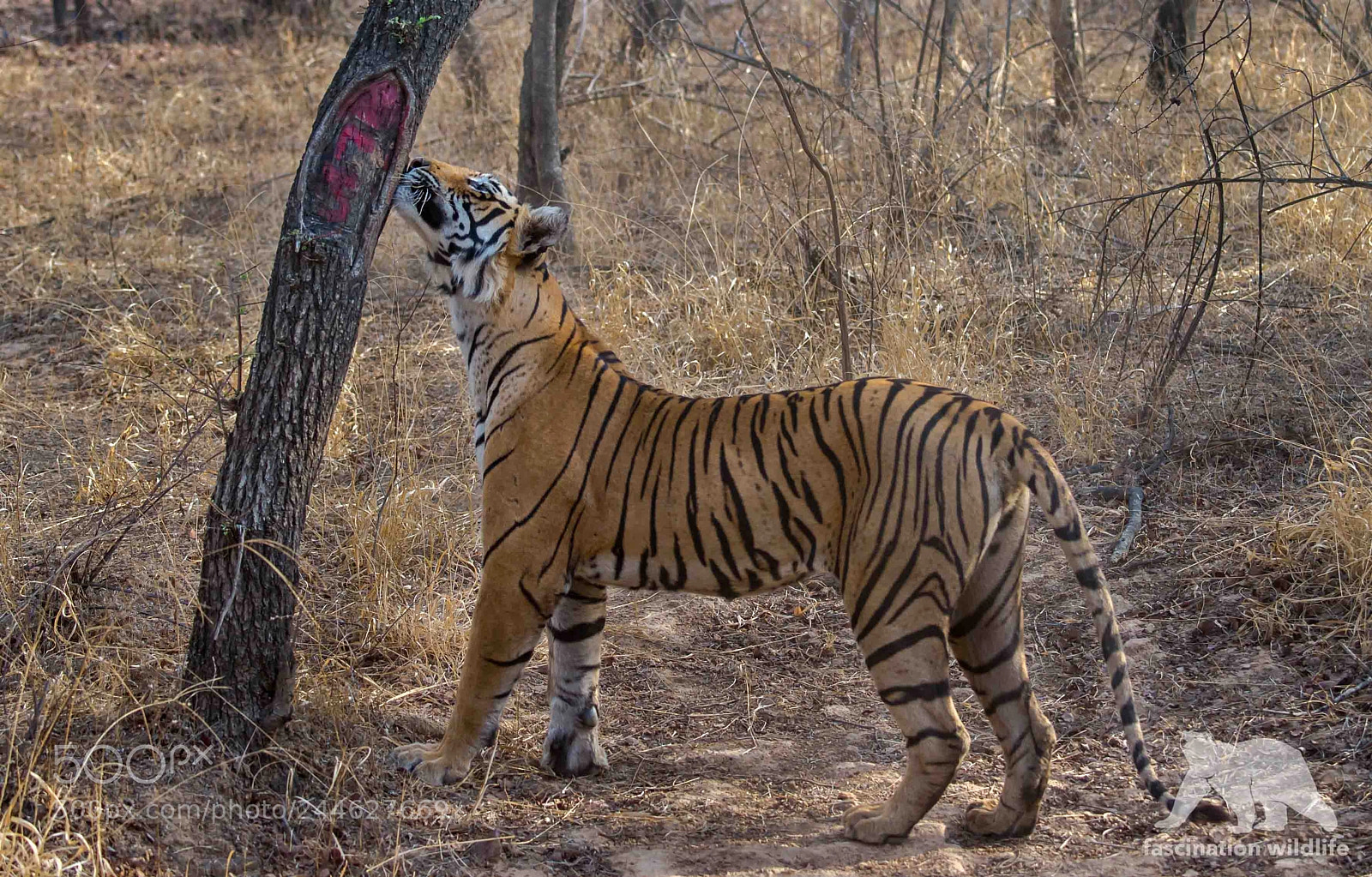Nikon D4S sample photo. Sniffing tiger photography