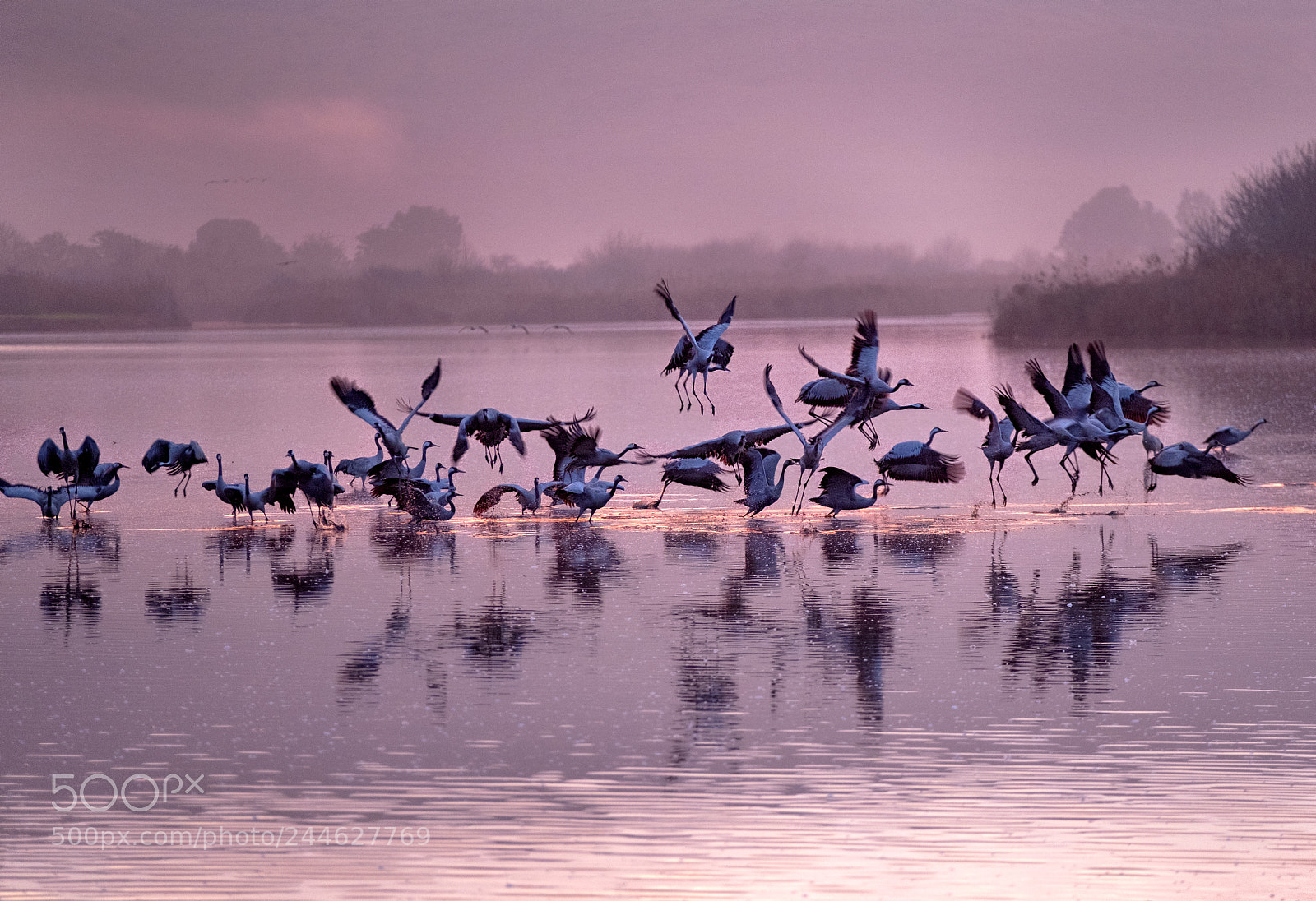 Fujifilm X-T2 sample photo. Good morning cranes photography