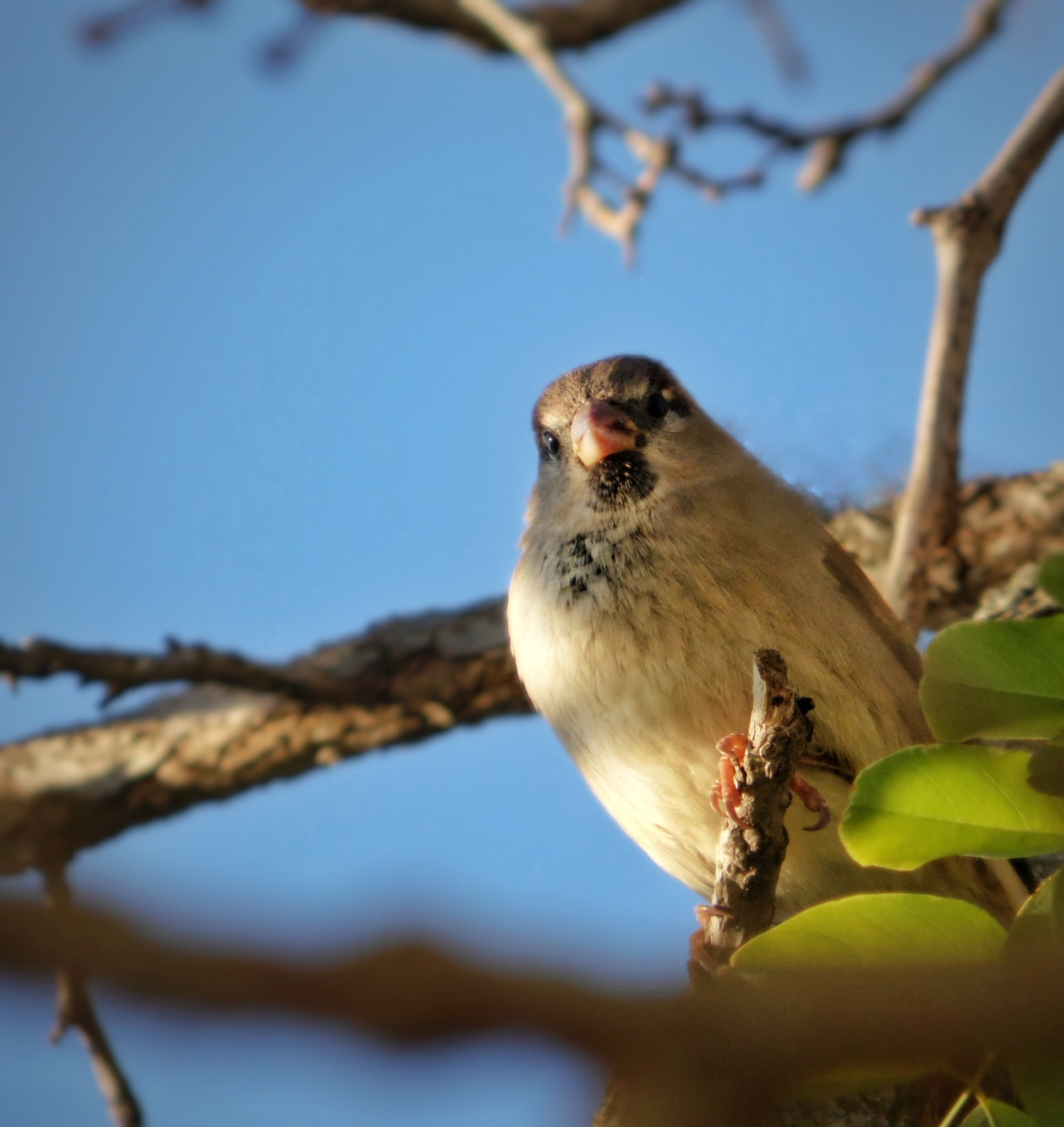 Samsung WB100/  WB101 sample photo. Bird photography
