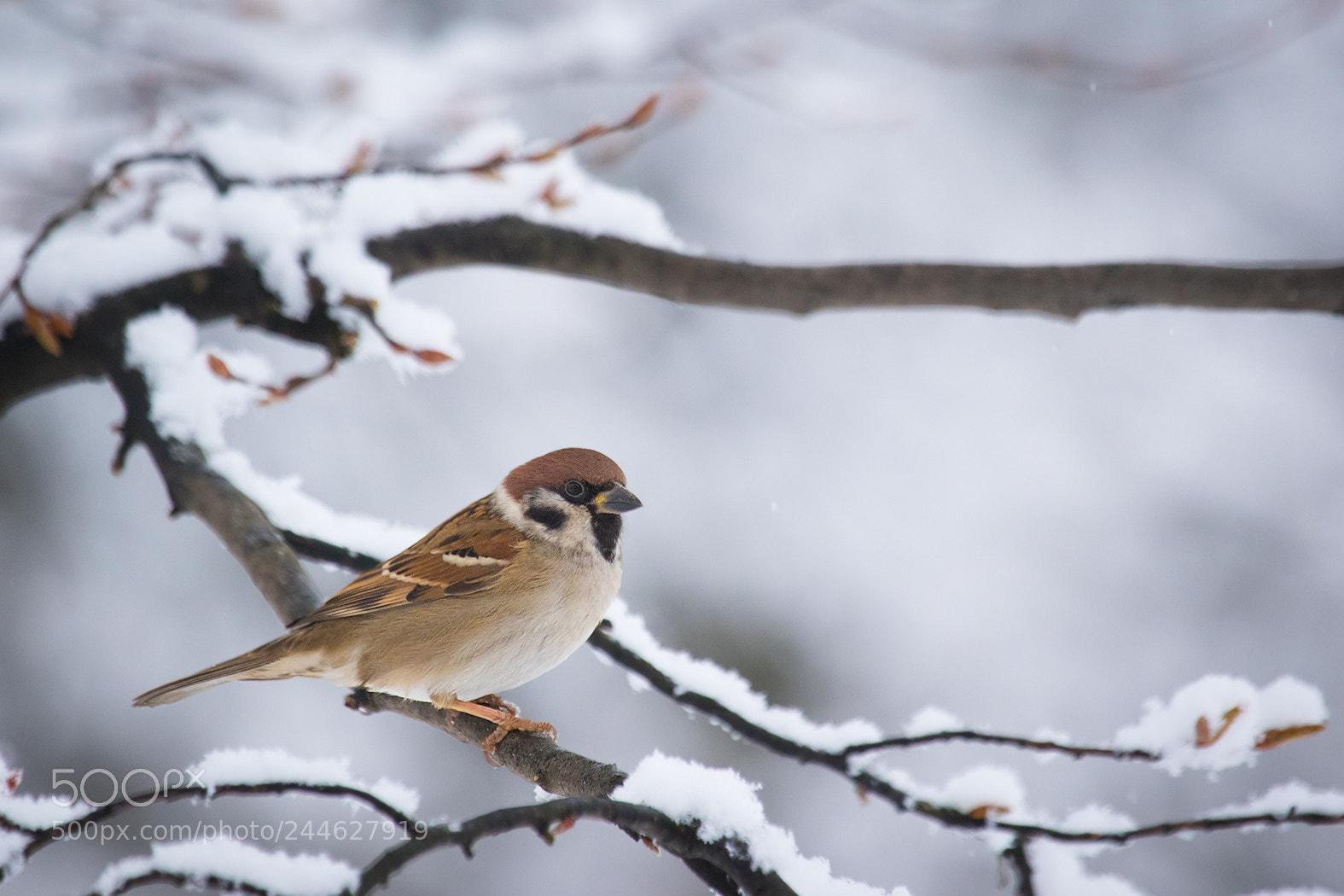 Canon EOS 7D Mark II sample photo. Sparrow photography