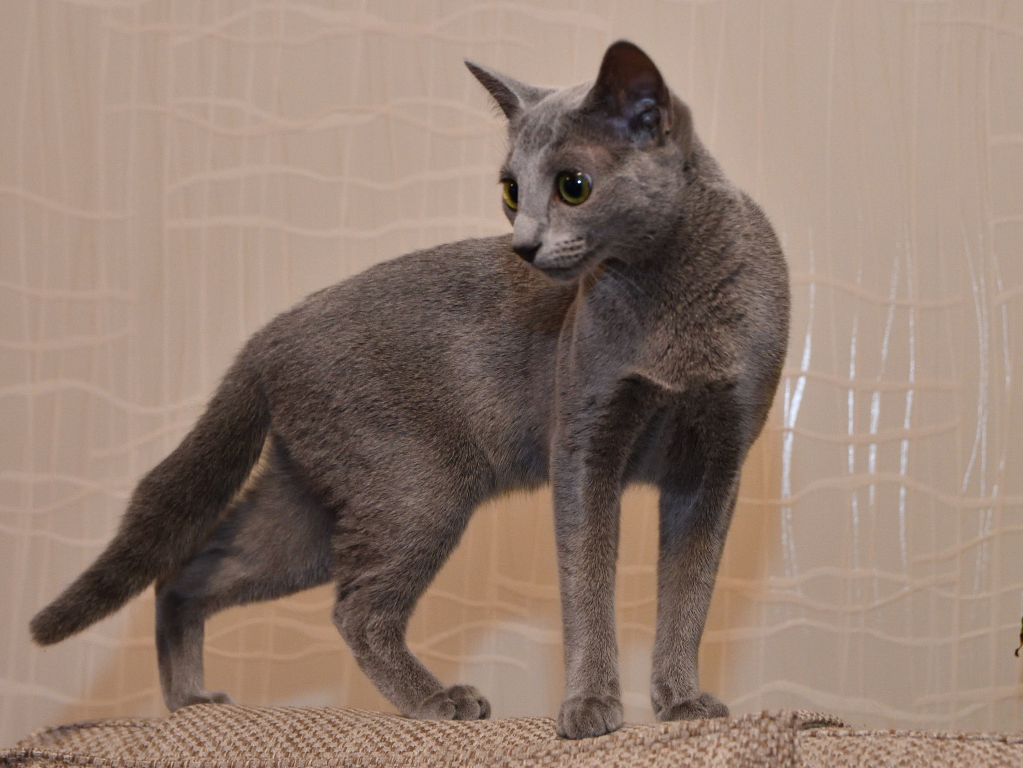 Sigma 17-50mm F2.8 EX DC OS HSM sample photo. Russian grey  standing photography