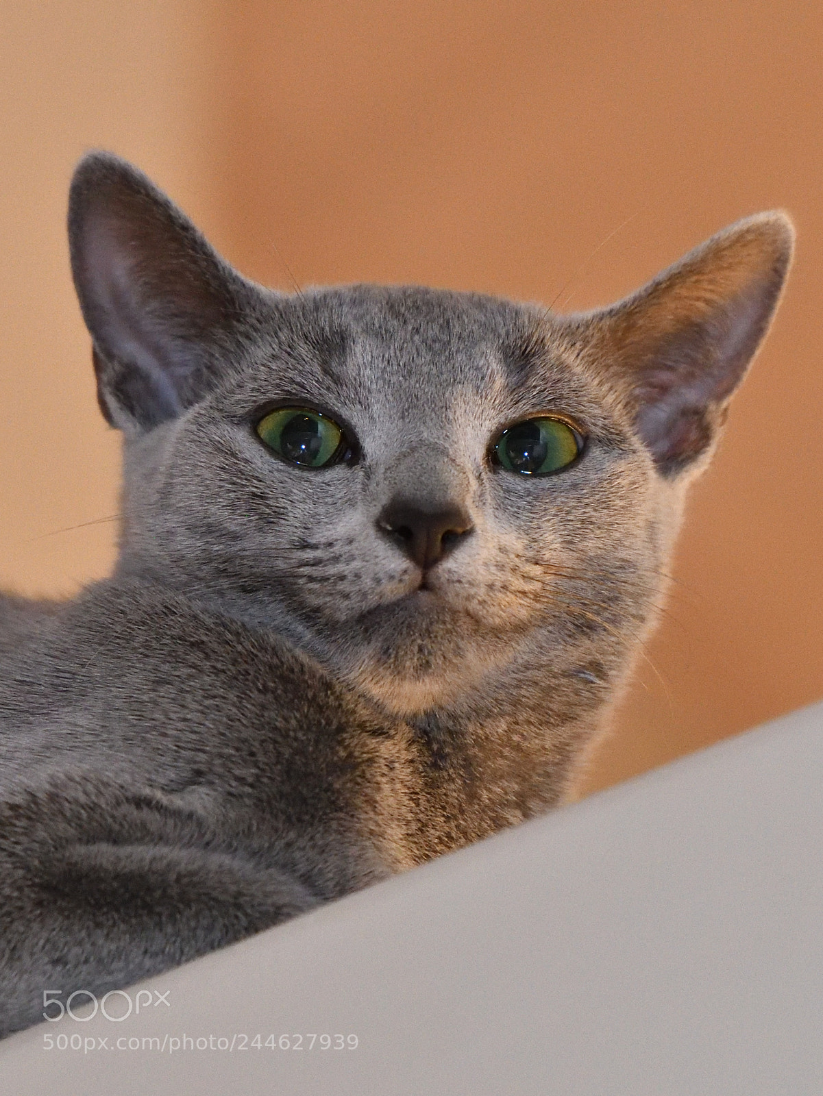 Nikon D500 sample photo. Russian cat - ruusa photography