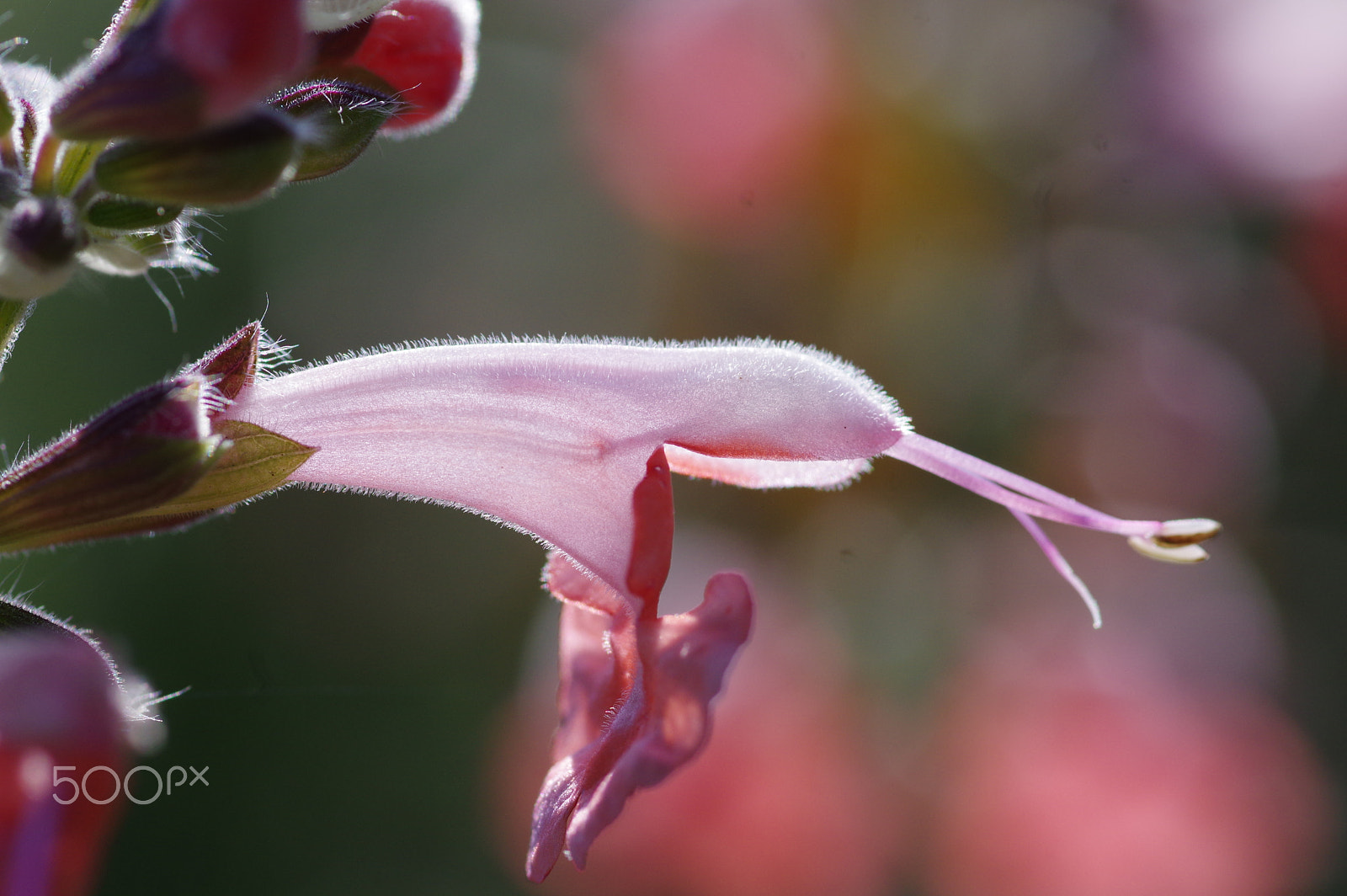 Pentax smc D-FA 100mm F2.8 Macro WR sample photo. Pink salvia and pink bokeh photography