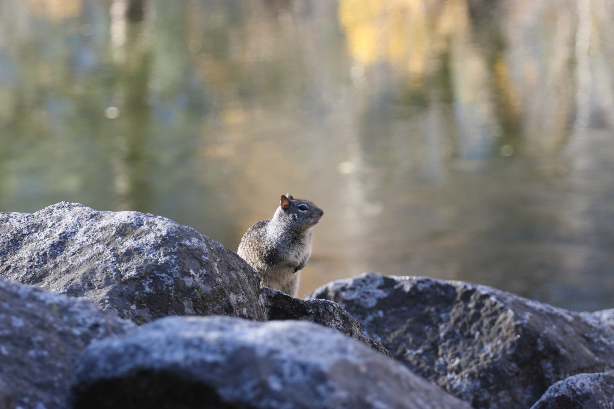 Canon EOS 40D + Canon EF 70-200mm F4L USM sample photo. Wild life photography