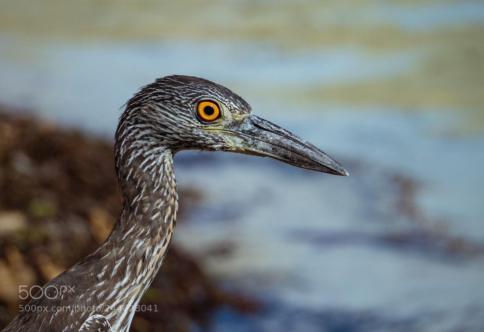 Olympus OM-D E-M5 II sample photo. Sauron's eye photography
