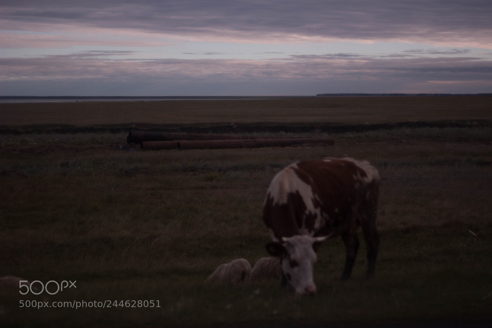 Canon EOS 60D sample photo. Cows and sunset photography