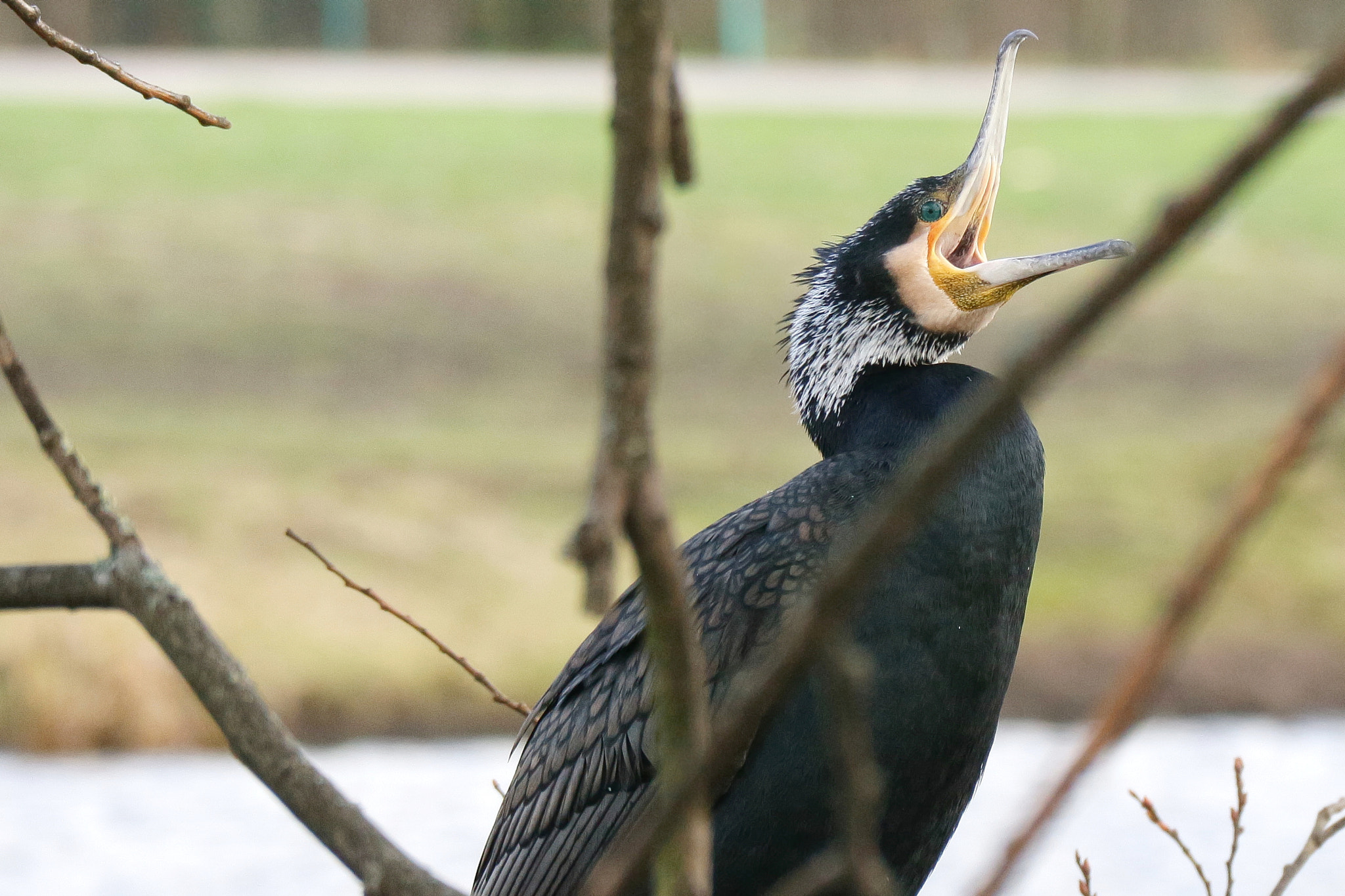 Canon EOS M10 sample photo. Curious cormoran photography