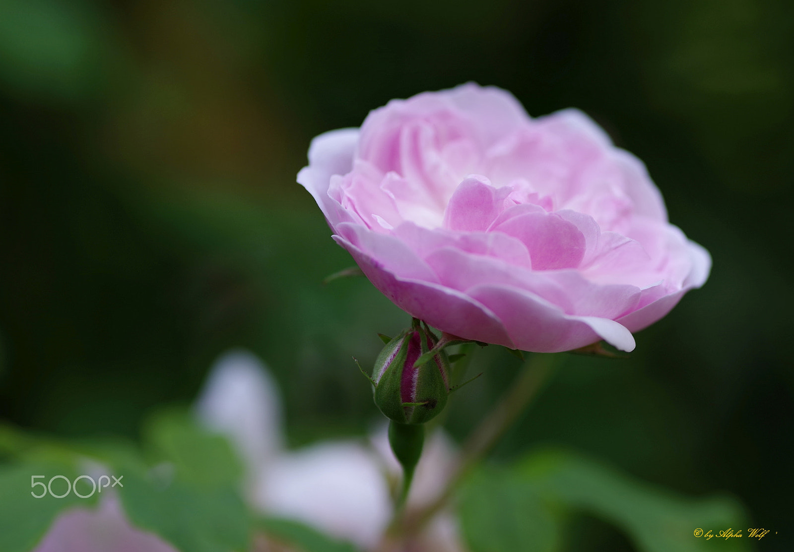 Pentax K-1 sample photo. Pink rose photography