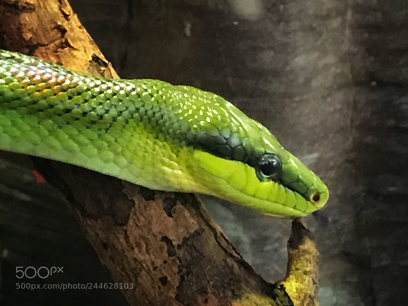 Apple iPhone 7 sample photo. Red-tailed green ratsnake photography