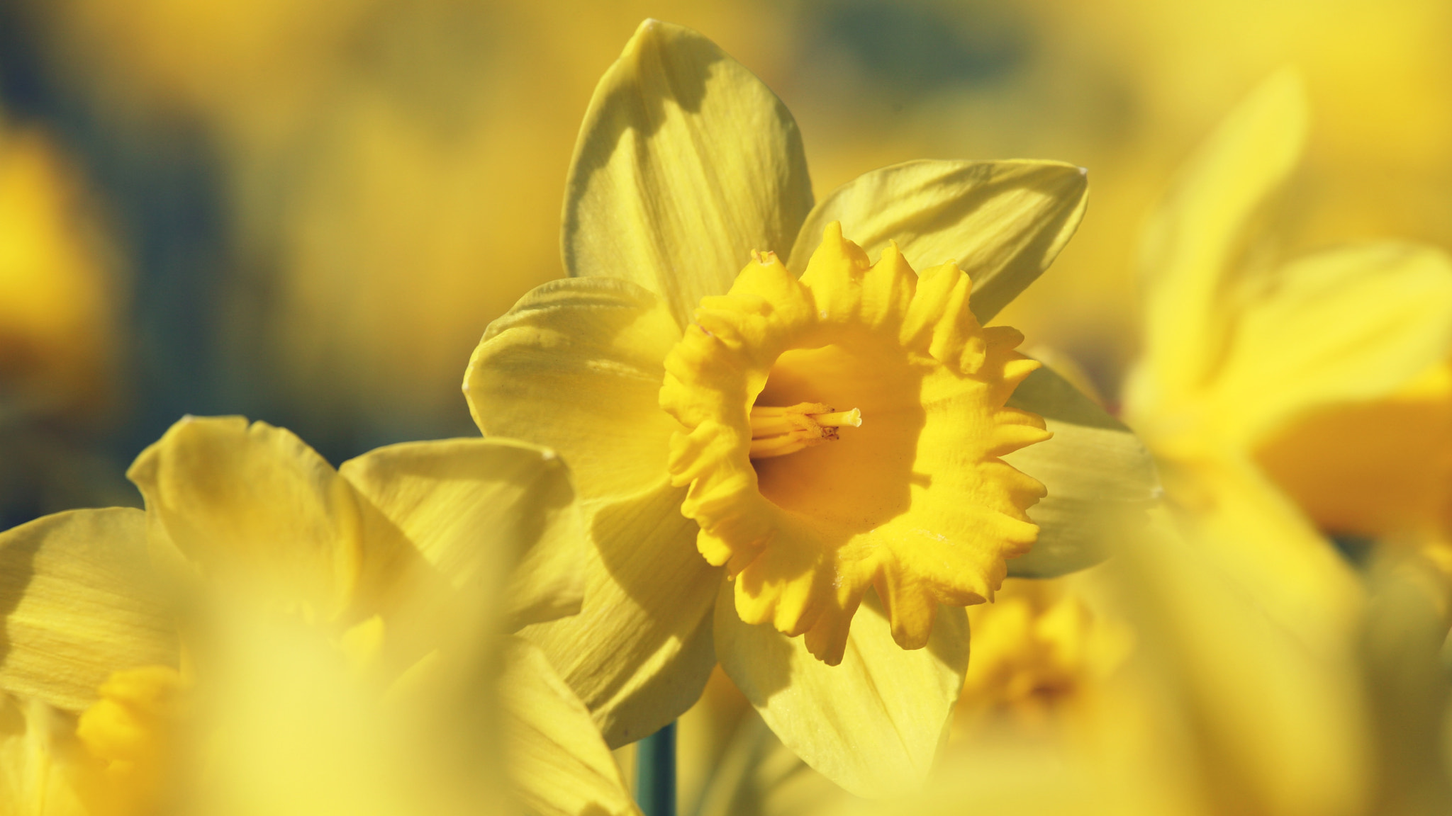 Canon EF 100-400mm F4.5-5.6L IS USM sample photo. Yellow at its best photography
