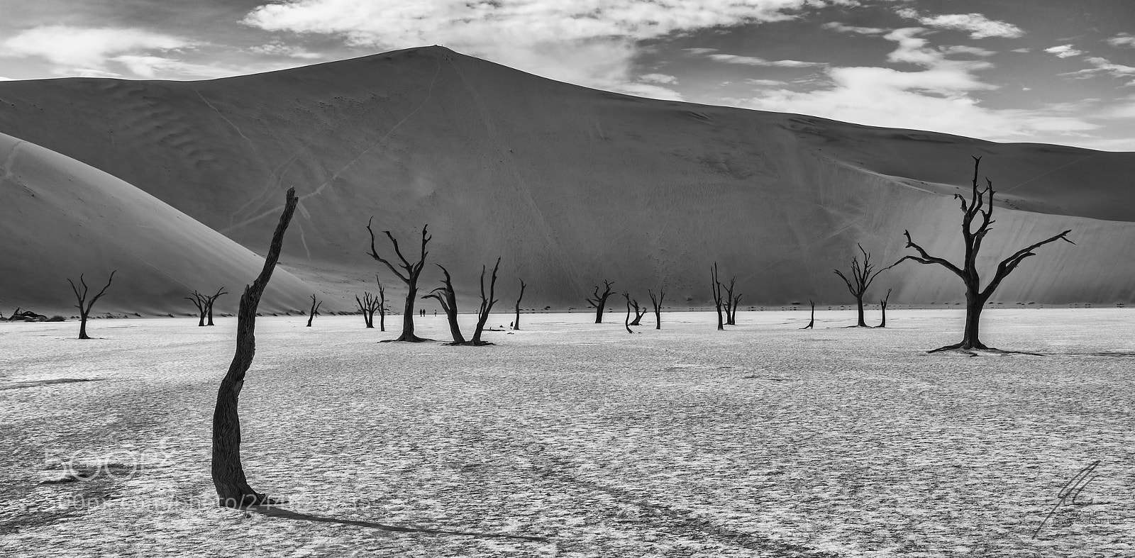 Nikon D800 sample photo. Dead trees in dead photography