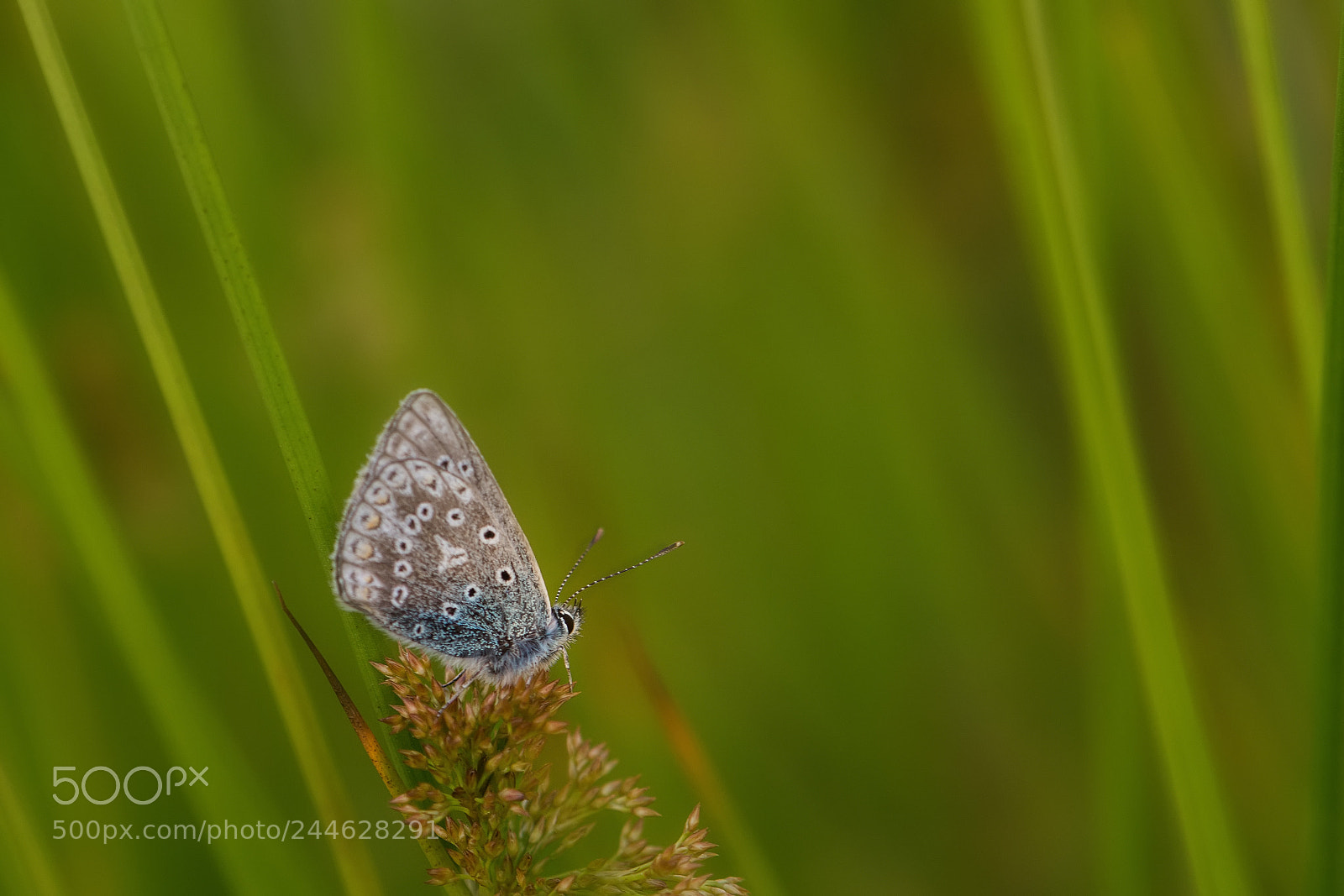 Nikon D7100 sample photo. Between the grass photography