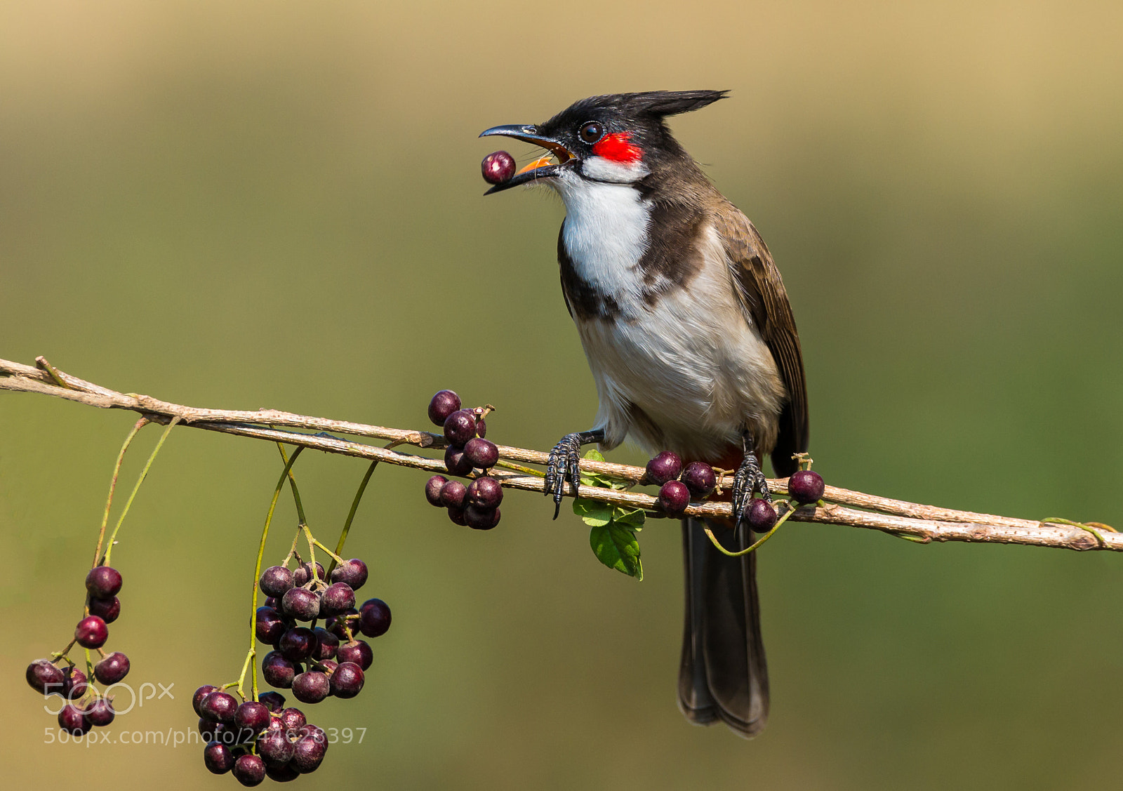 Nikon D610 sample photo. Red whiskered bulbul photography