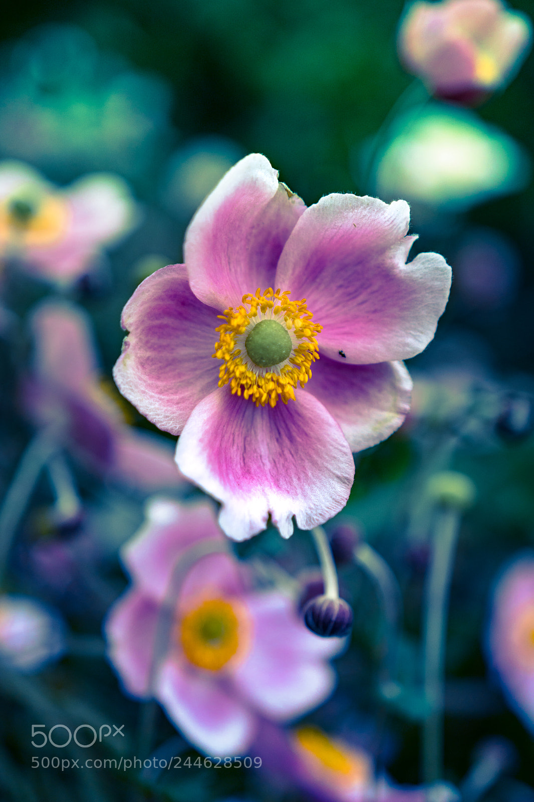 Sony a6300 sample photo. Anemones photography