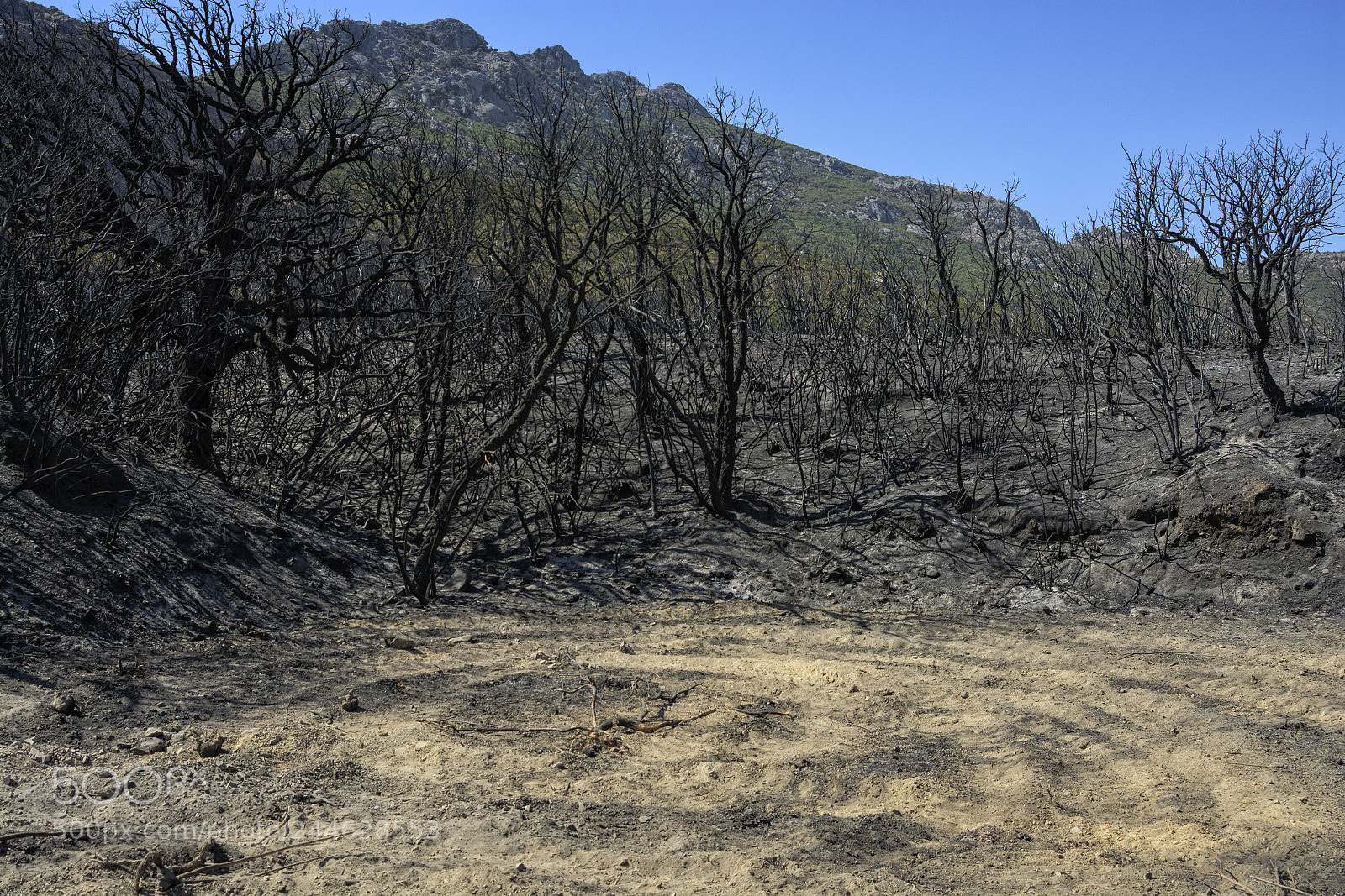 Nikon D7100 sample photo. After the fire photography