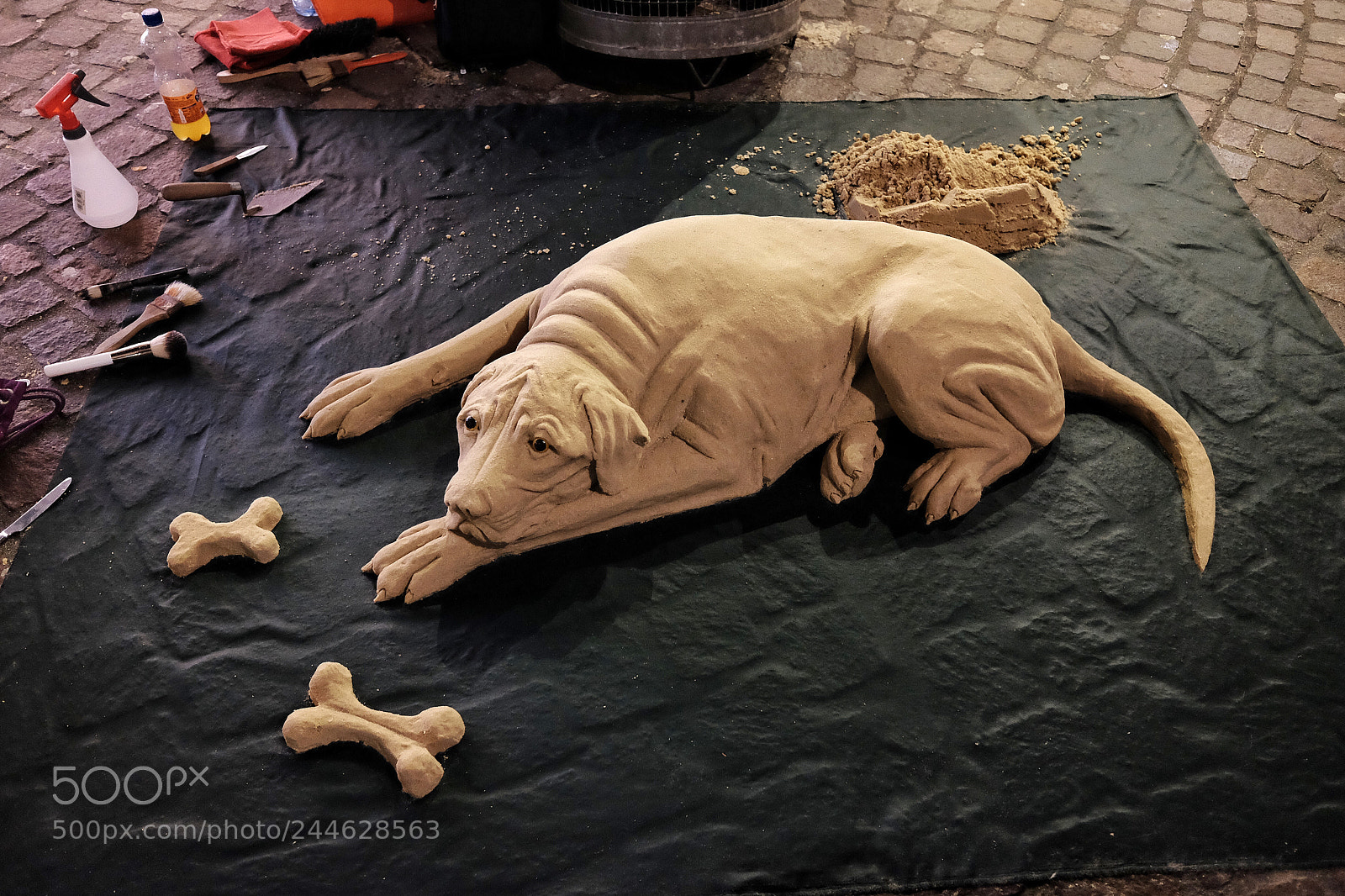 Fujifilm X70 sample photo. Sanddog photography