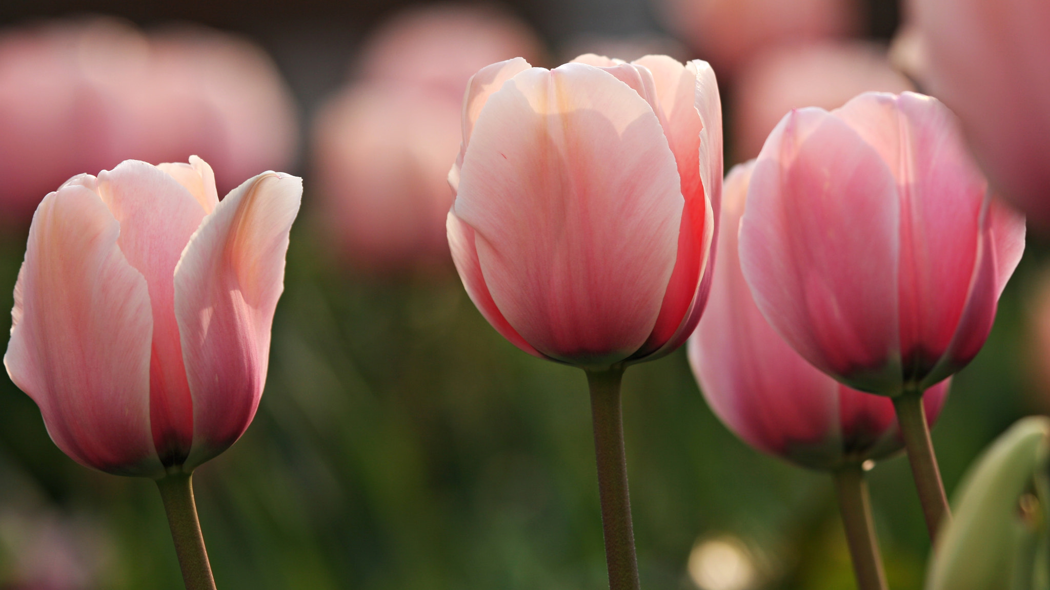 Canon EF 100-400mm F4.5-5.6L IS USM sample photo. Pink peach photography