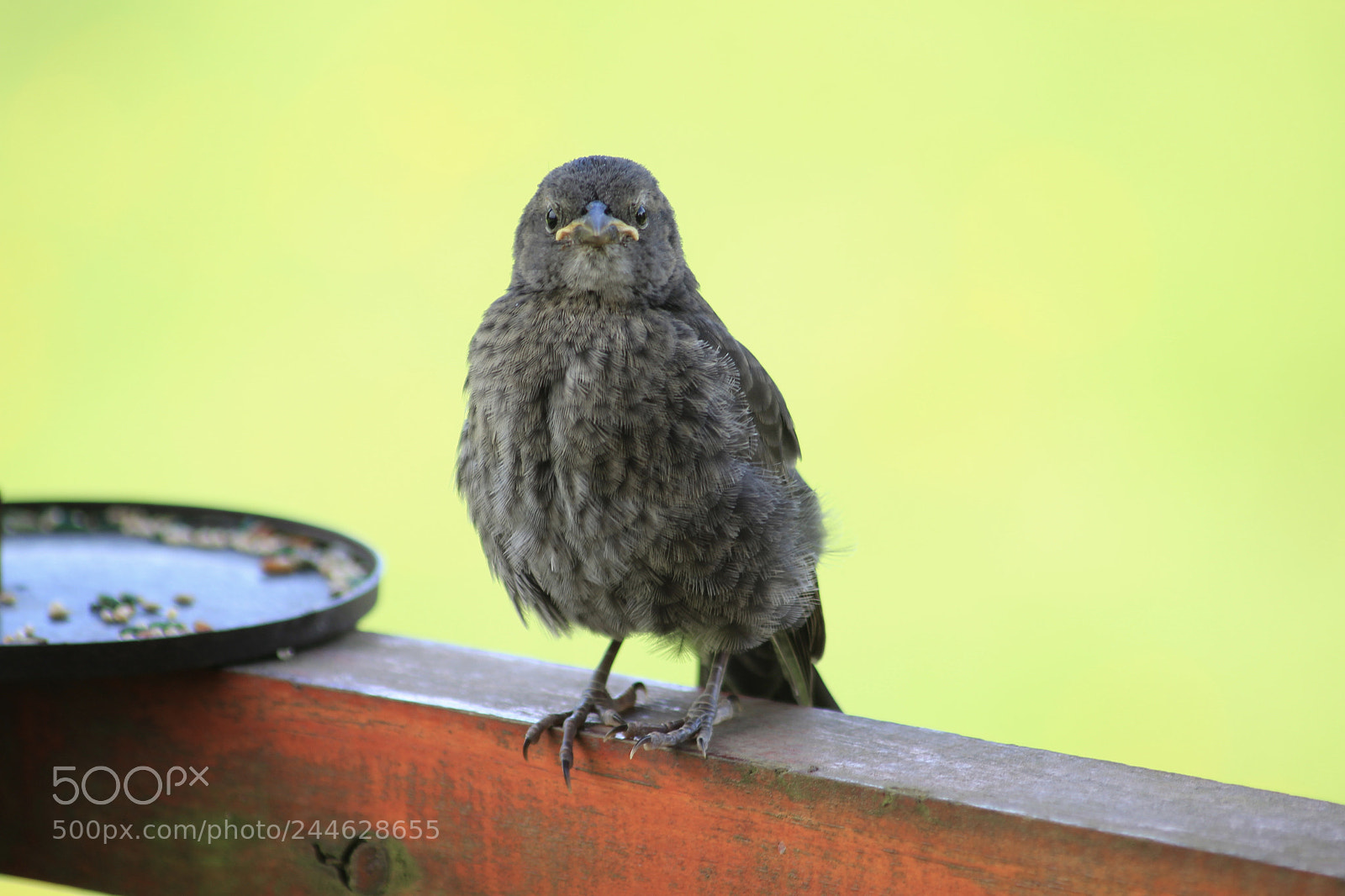 Canon EOS 600D (Rebel EOS T3i / EOS Kiss X5) sample photo. Little bird photography
