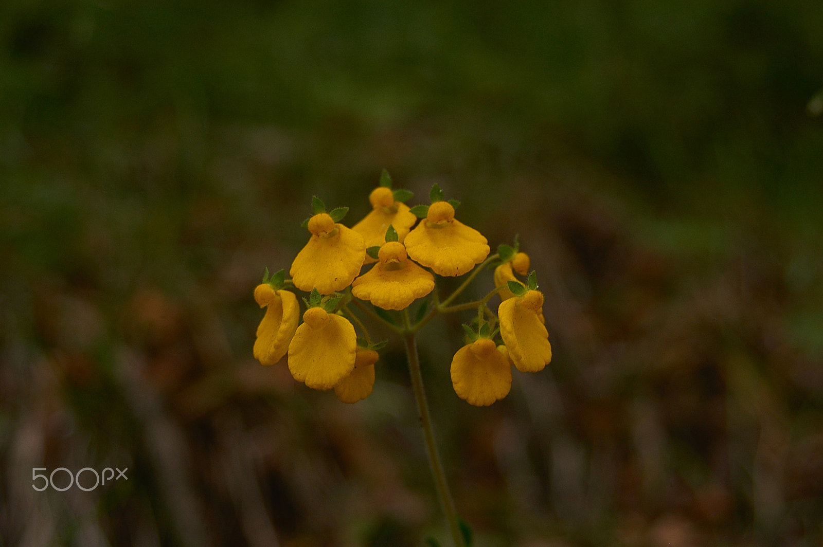 Nikon D100 sample photo. Flower photography