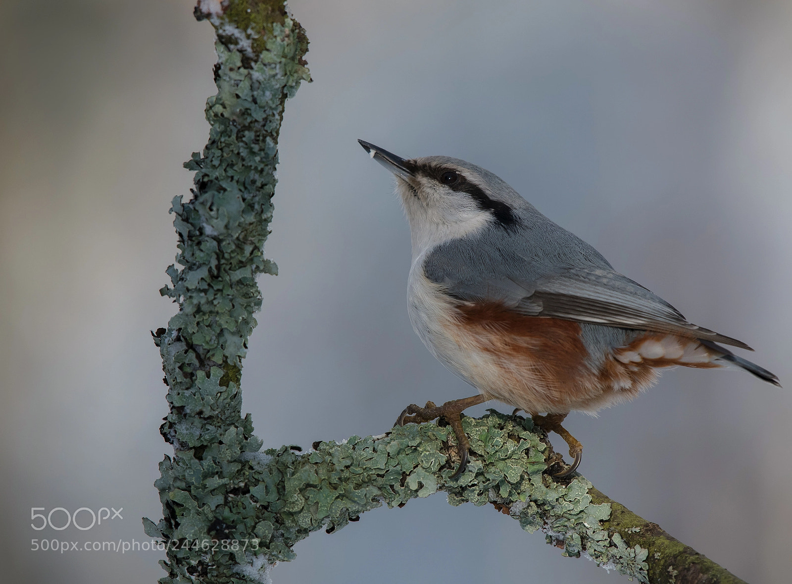 Nikon D850 sample photo. Nuthatch photography