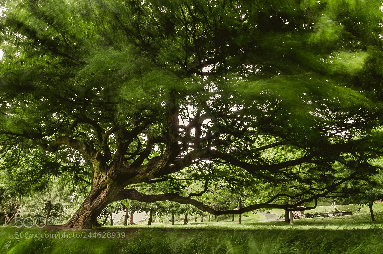 Nikon D5100 sample photo. Swaying in the wind photography