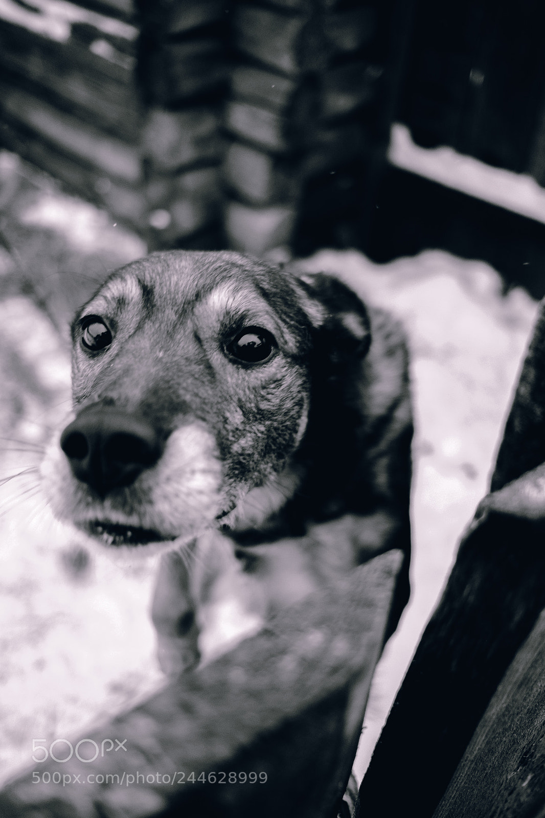 Fujifilm X-E2S sample photo. Timofei photography