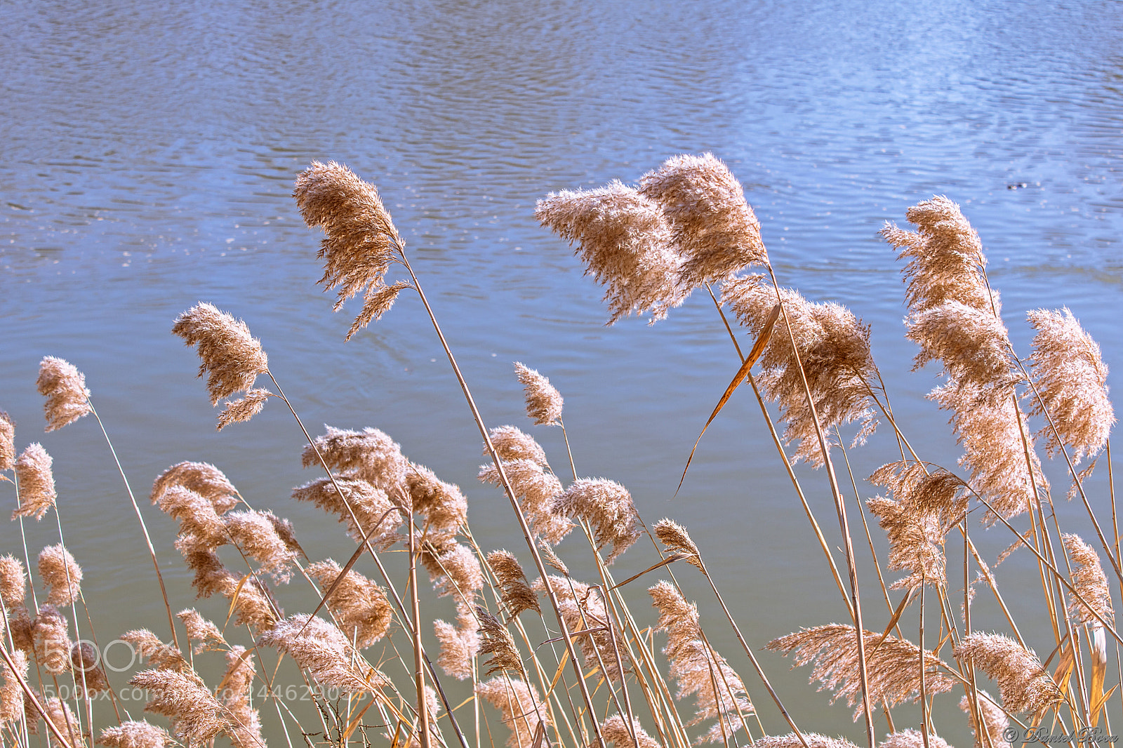 Canon EOS 750D (EOS Rebel T6i / EOS Kiss X8i) sample photo. Spring breeze photography