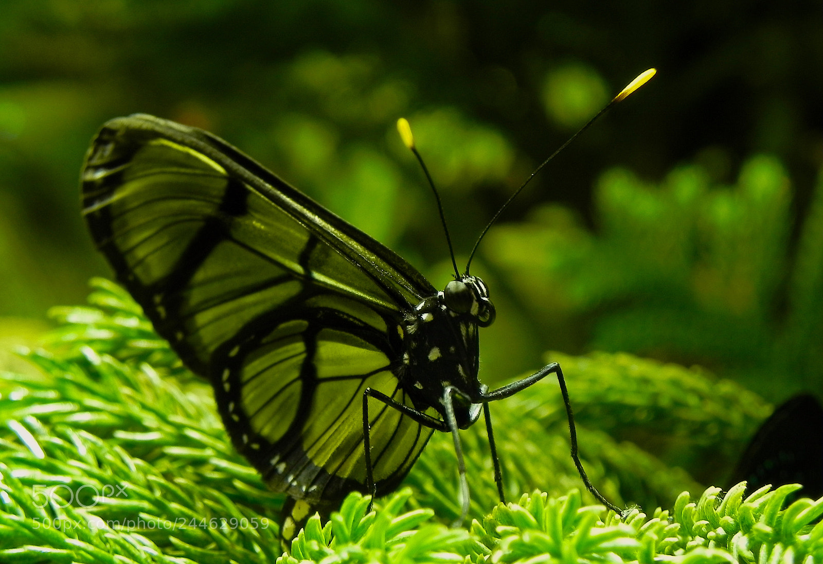 Nikon Coolpix P100 sample photo. Butterfly photography